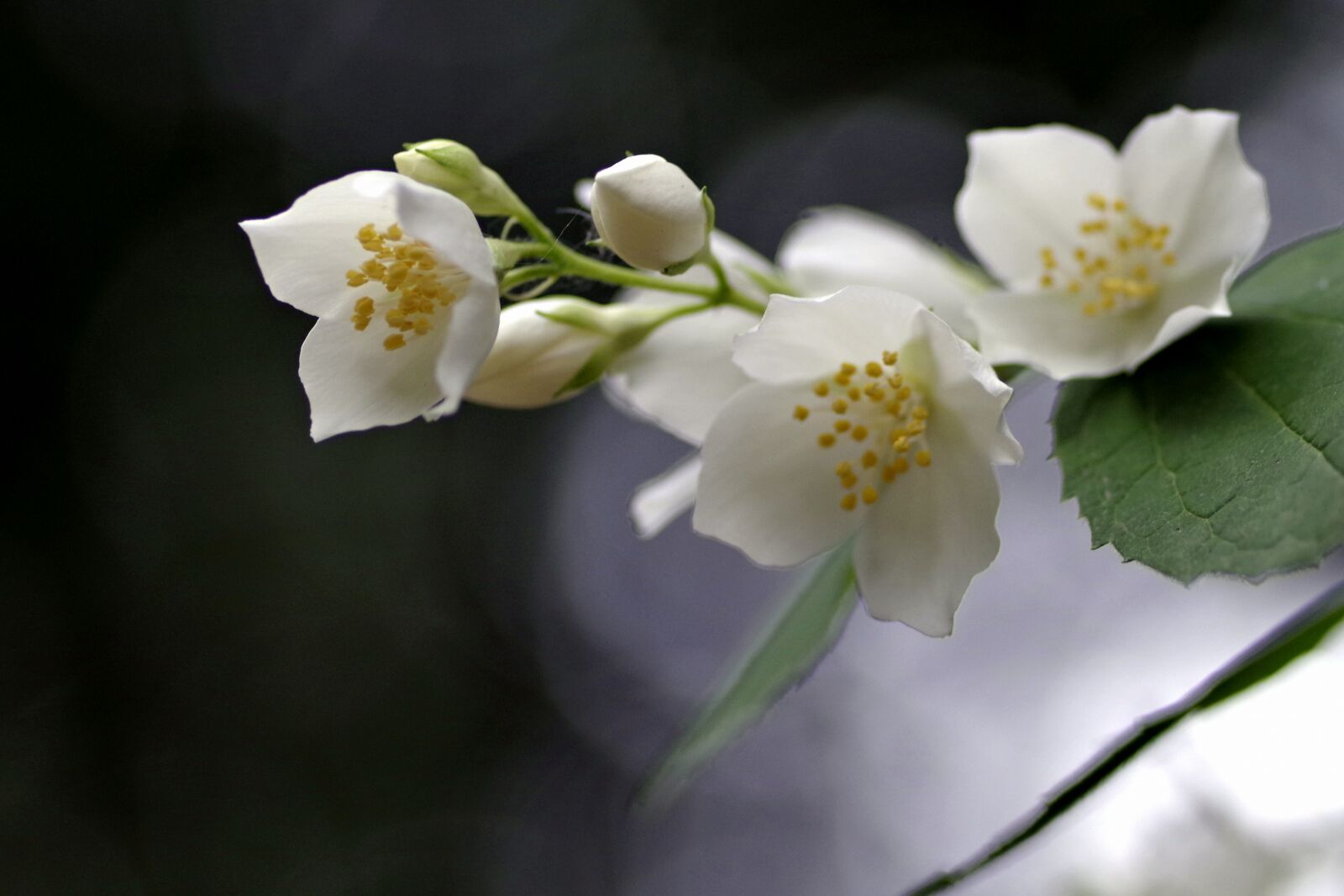 Pentax K-S2 sample photo. Flower, jasmine, biel photography