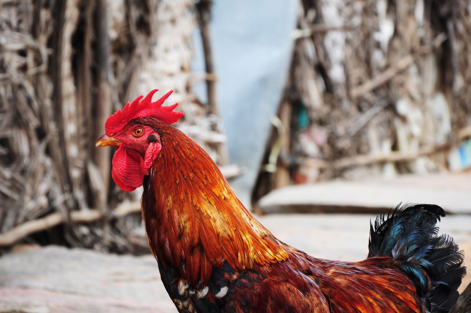 Nikon D90 sample photo. Chicken, rooster chicken animal photography