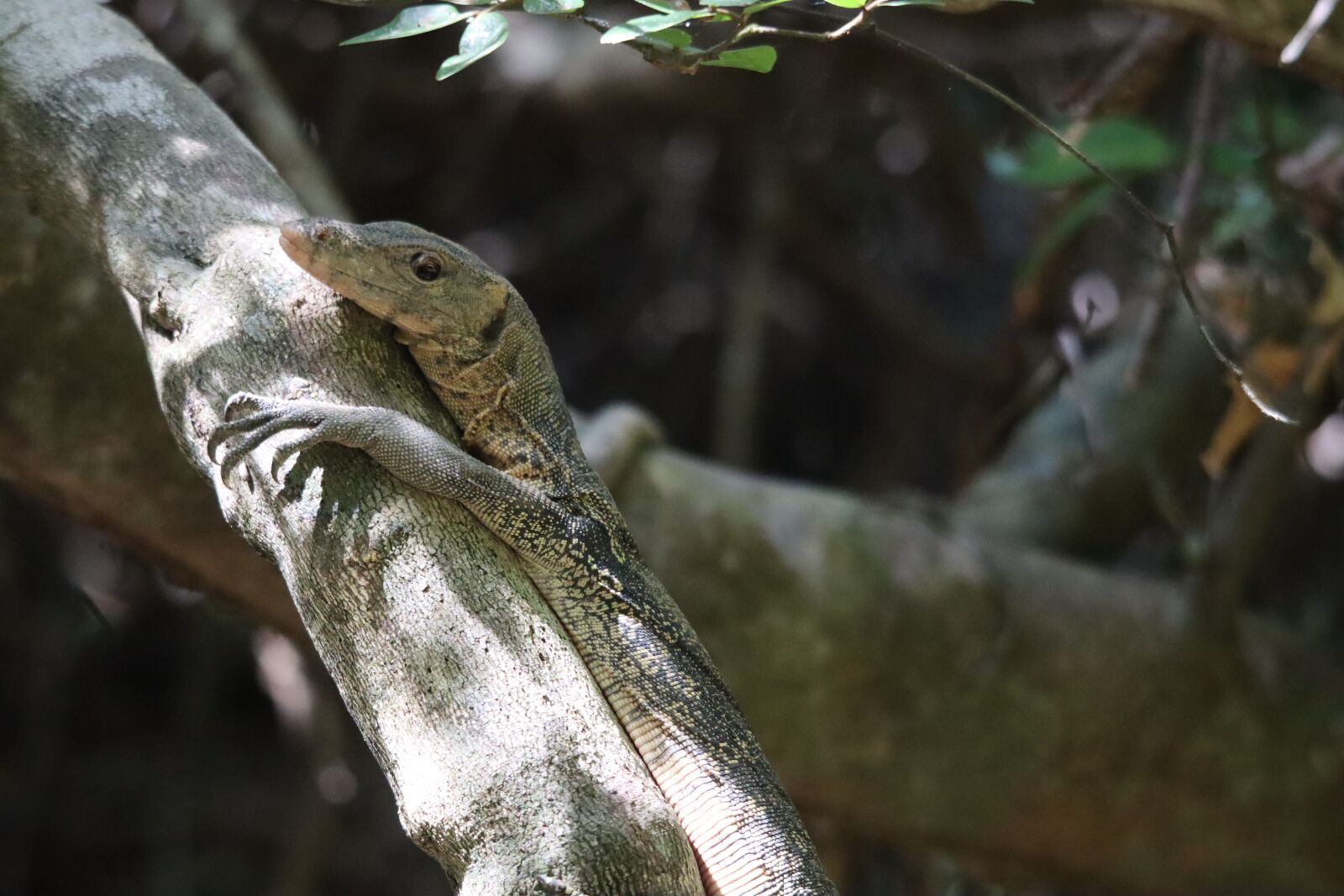 Canon EOS M50 (EOS Kiss M) sample photo. Monitor, lizard, reptile photography