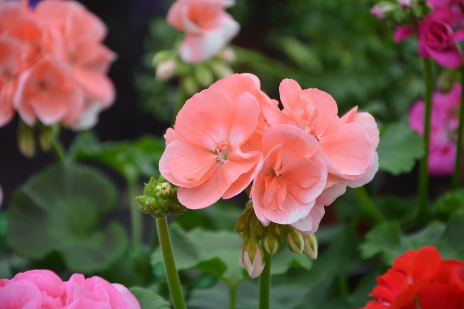 Nikon D5200 sample photo. Flower, geranium color salmon photography