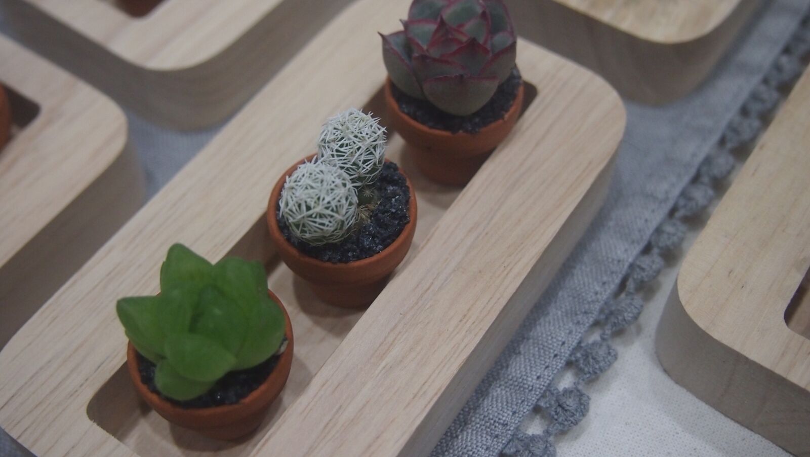 Olympus PEN E-PM1 sample photo. Cactus, potted plant, cactus photography