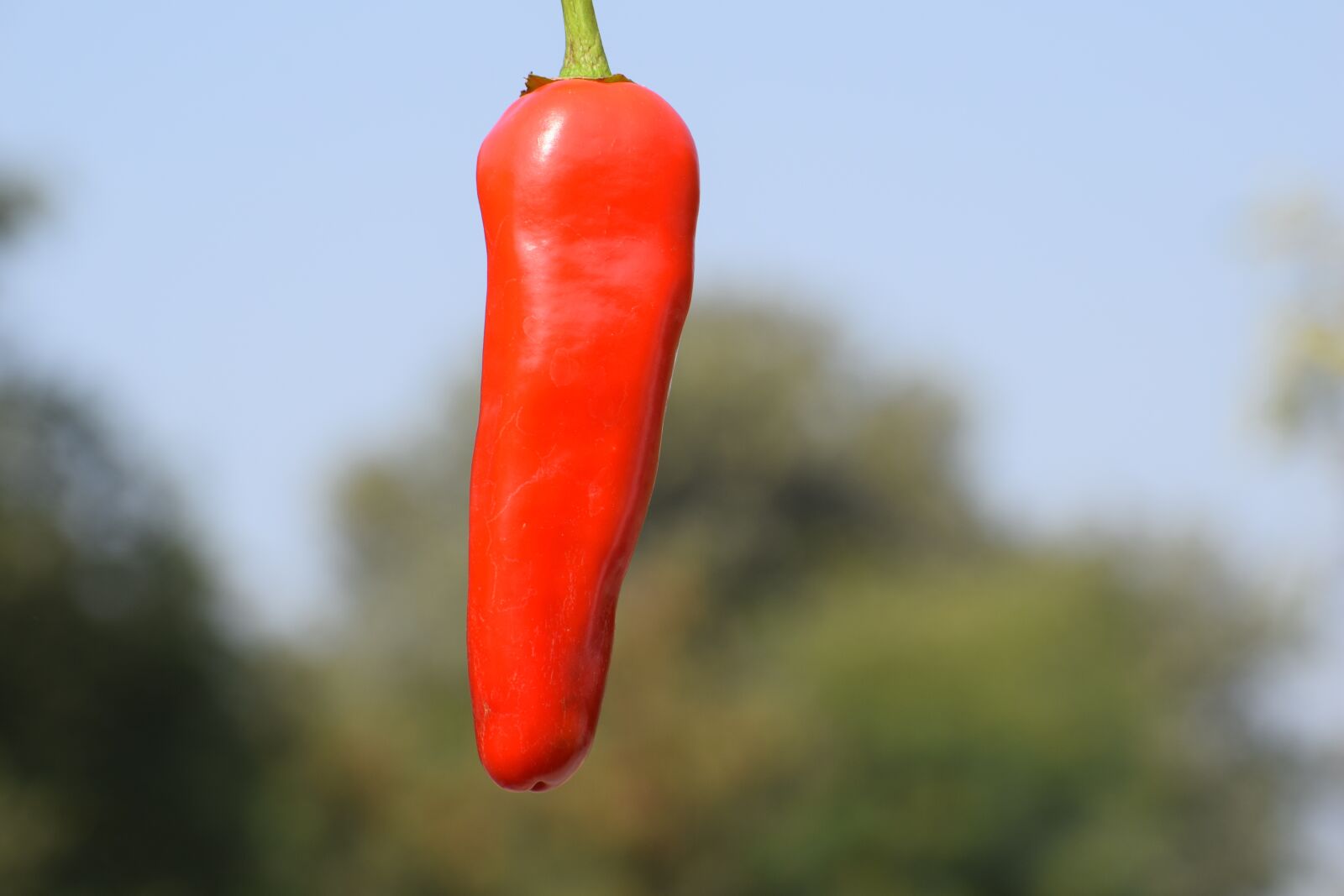 Nikon D3300 sample photo. Red, chili, fresh photography