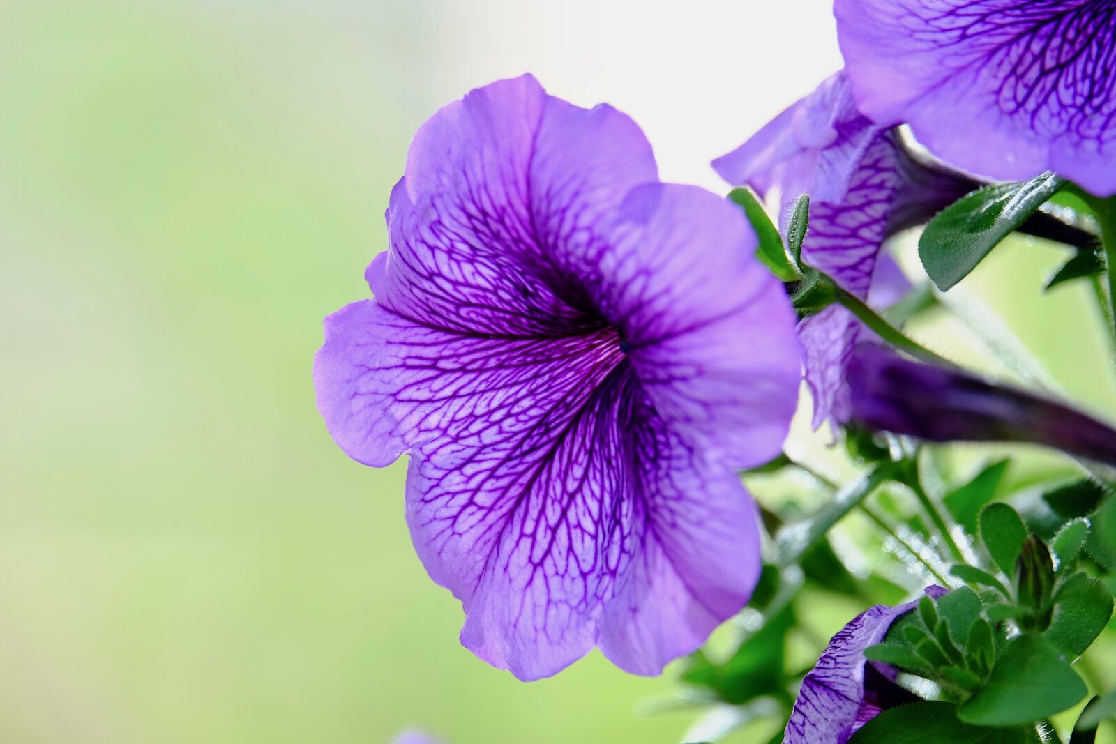 Fujifilm XF 55-200mm F3.5-4.8 R LM OIS sample photo. Morning glory, flower, purple photography