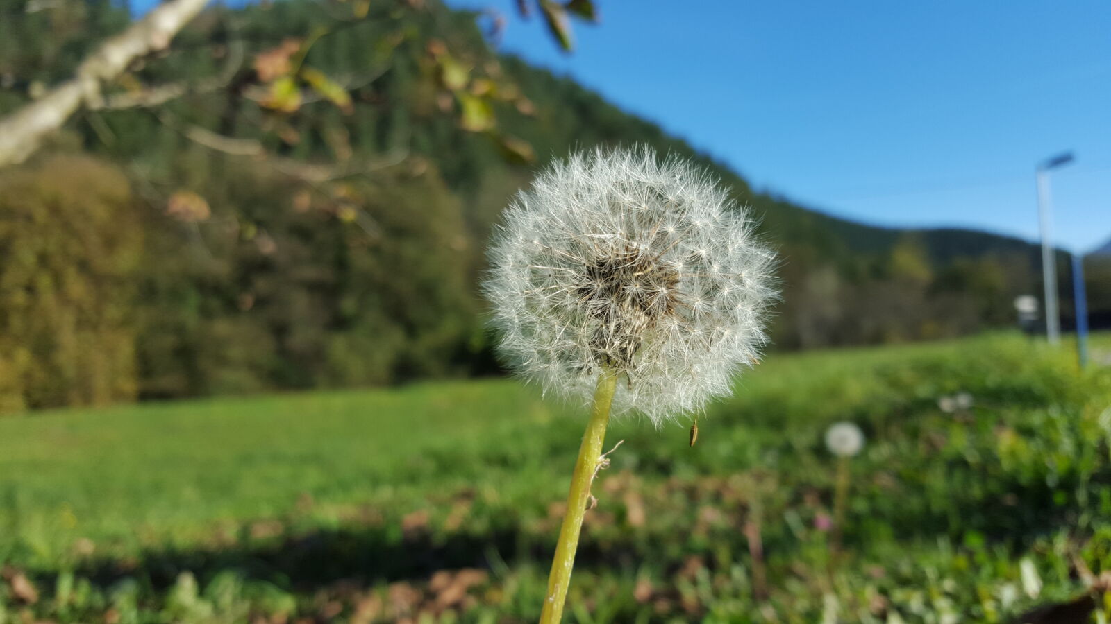 Samsung Galaxy S6 sample photo. Countryside, dandelion, dandelion, seed photography