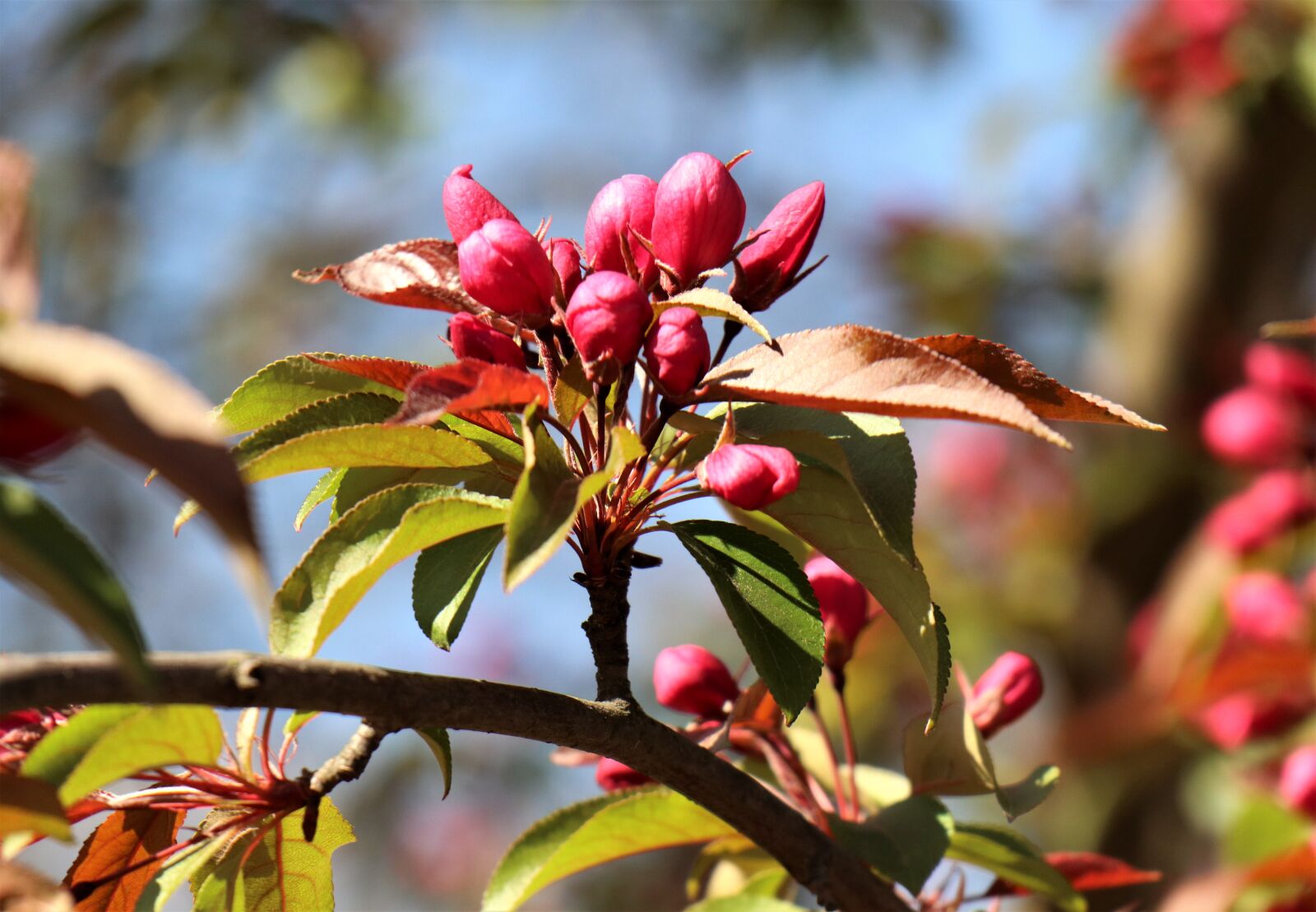 Canon EOS M6 sample photo. Sprig, apple, paradise photography