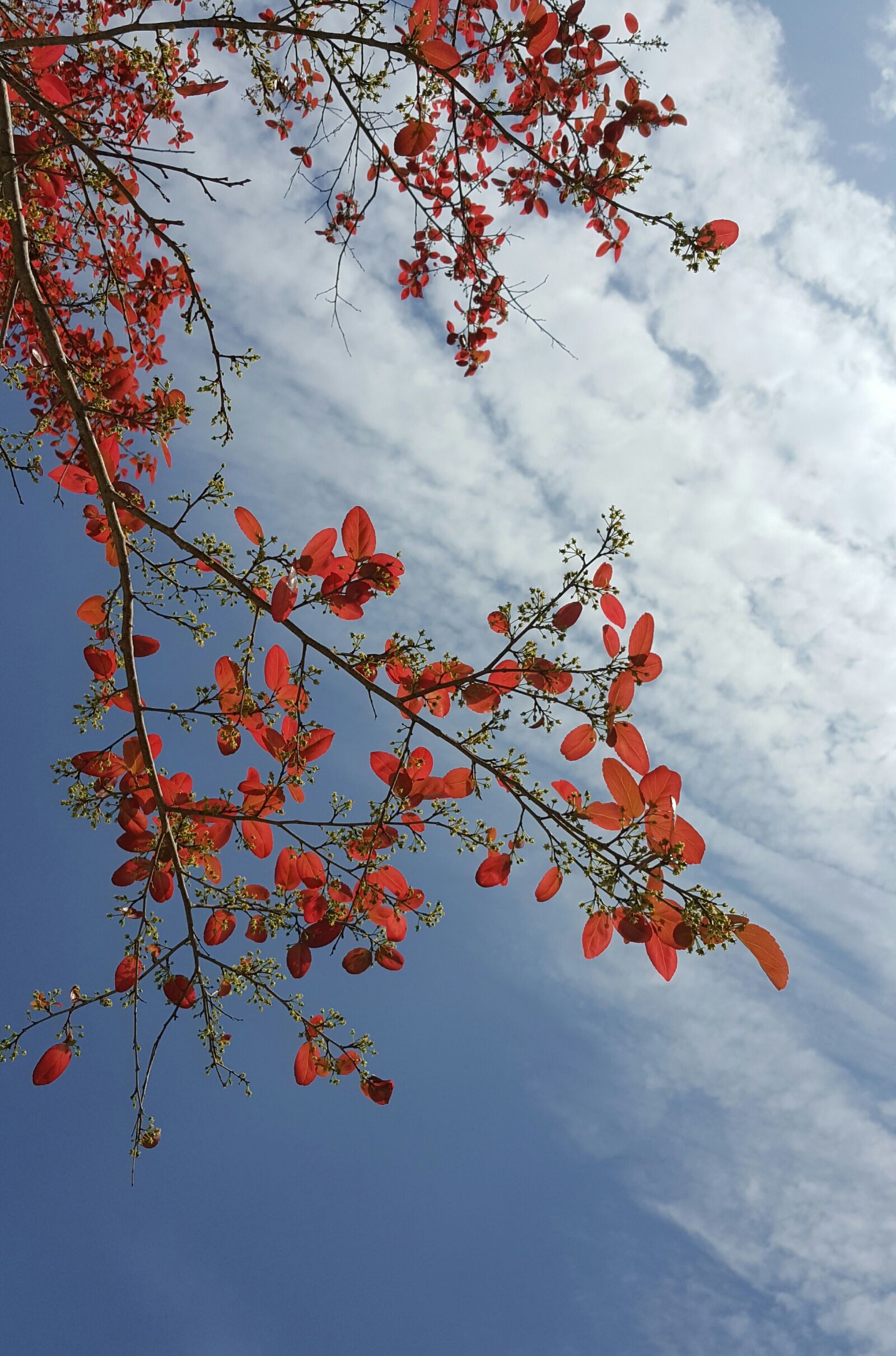 Samsung Galaxy Note5 sample photo. Spring, red leaves, early photography