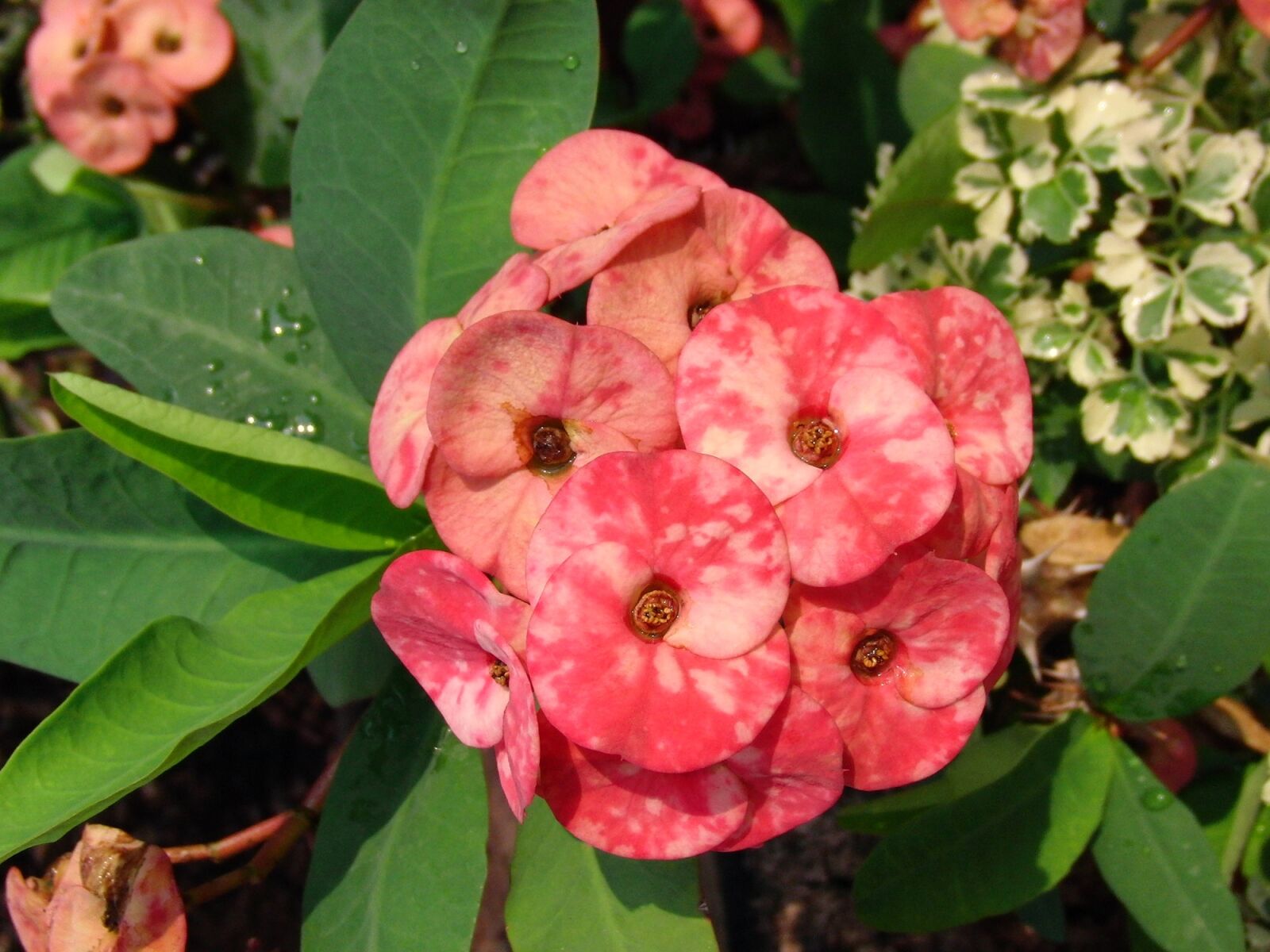 CASIO EX-FC100 sample photo. Euphorbia milius, euphorbia milii photography