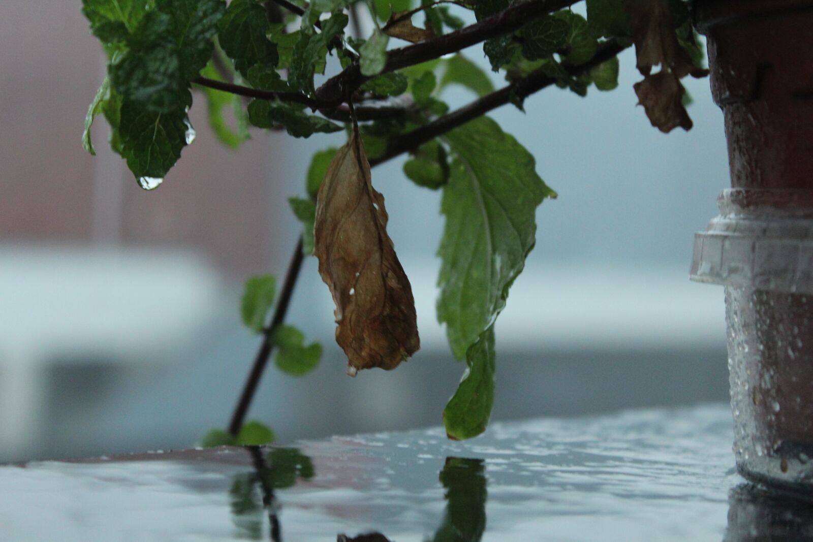 Canon EOS 1200D (EOS Rebel T5 / EOS Kiss X70 / EOS Hi) sample photo. Leaf, nature, green photography
