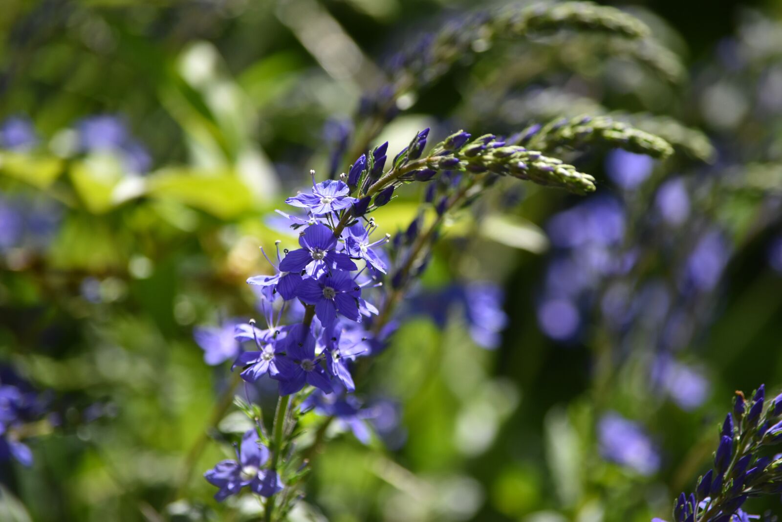 Nikon D5500 sample photo. Honorary award, inflorescence, blue photography