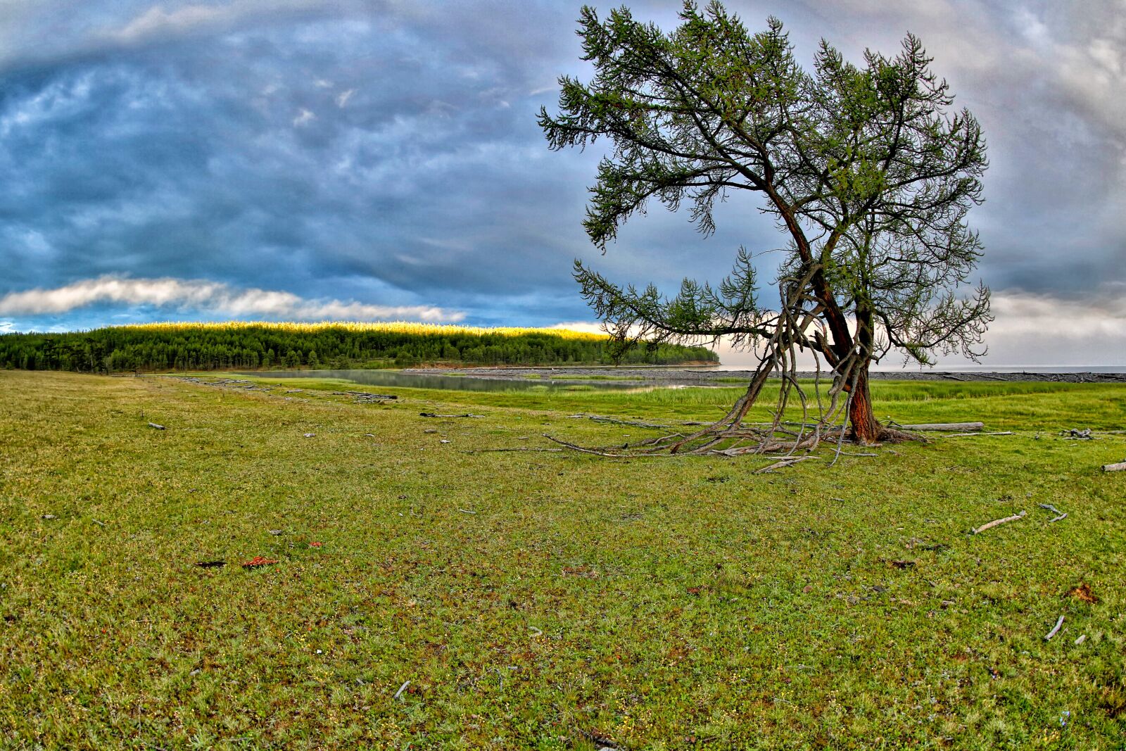 Canon EOS 5D Mark III sample photo. One of the larch photography