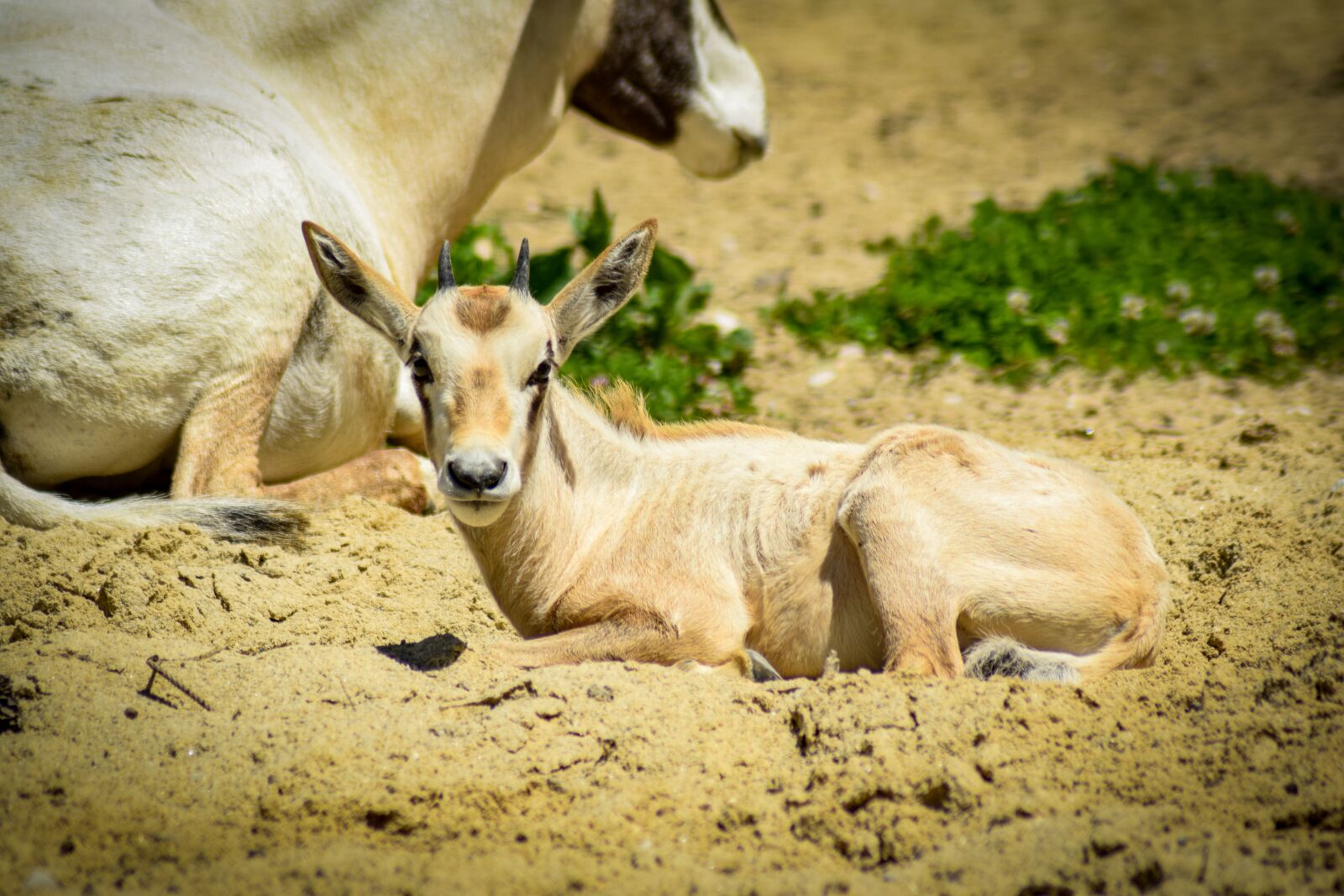 Nikon D5300 sample photo. Antelope, animal, africa photography