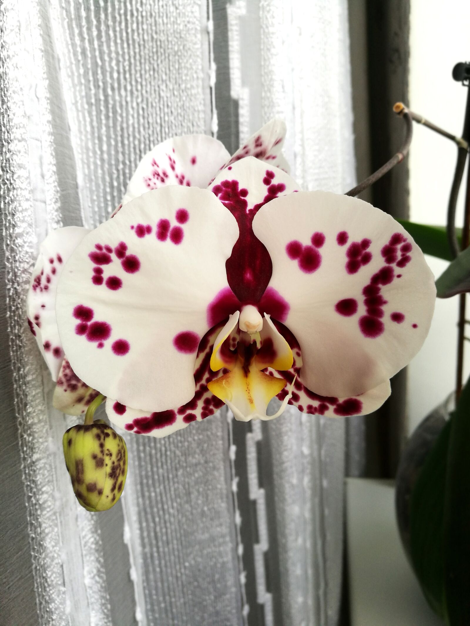 HUAWEI P9 sample photo. Orchid, flowers, beautiful flower photography