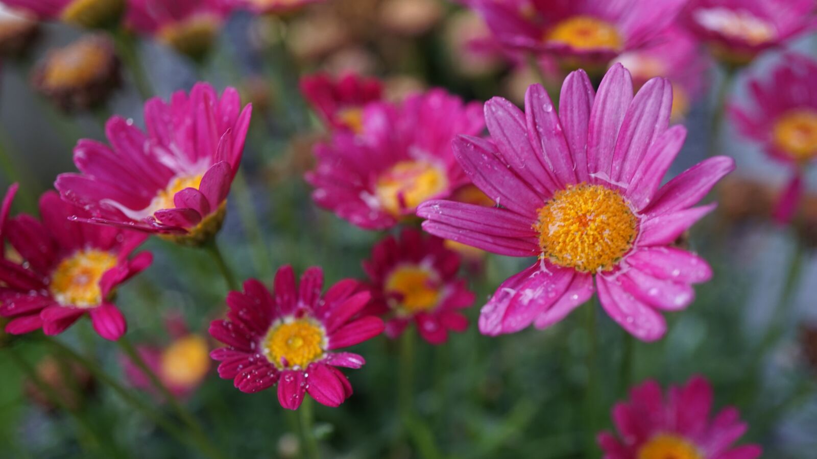 Sony a6000 + Sony E 30mm F3.5 Macro sample photo. Pink daisies, flowers, nature photography