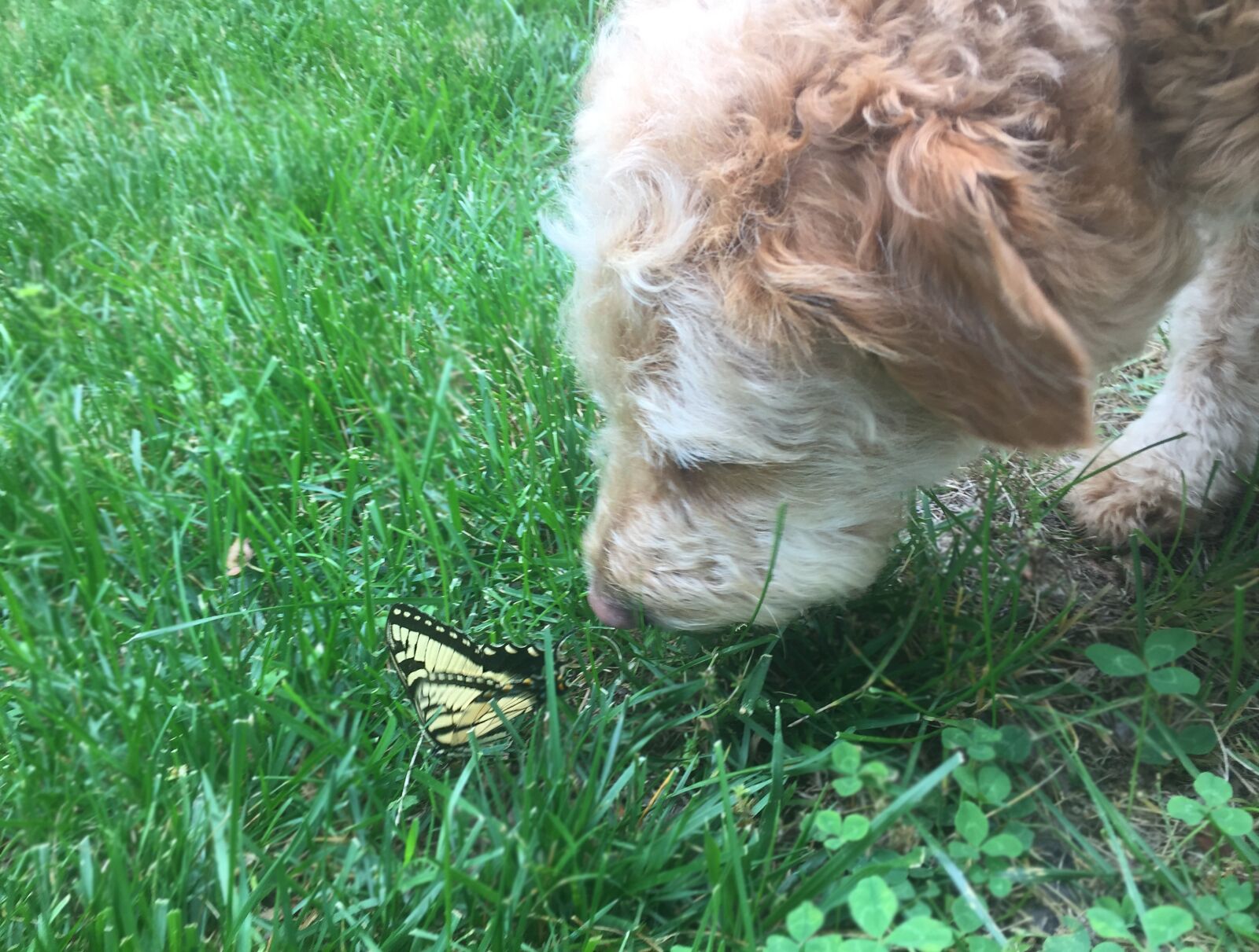 iPhone 6 back camera 4.15mm f/2.2 sample photo. Butterfly, cute, dog, goldendoodle photography