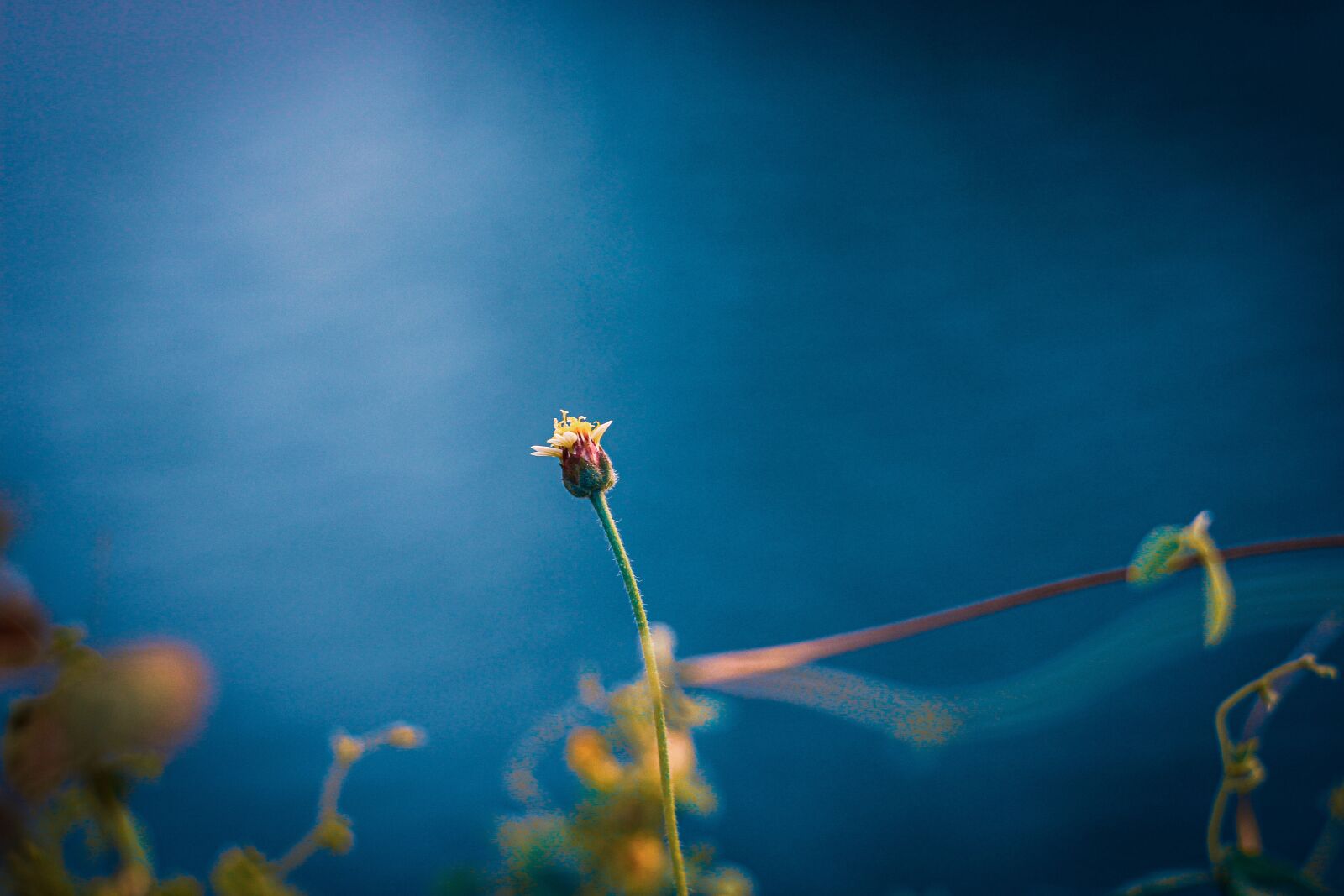 Canon EOS 700D (EOS Rebel T5i / EOS Kiss X7i) + Canon EF 50mm F1.8 STM sample photo. Flower, bud, flora photography