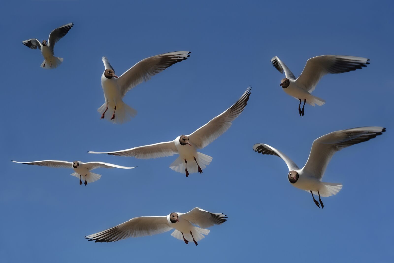 Nikon D750 sample photo. Gulls, birds, freedom photography