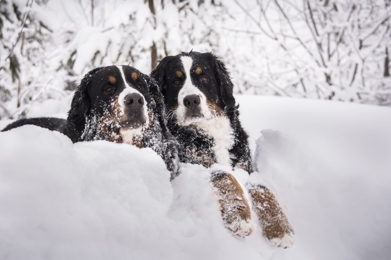 Nikon D7200 sample photo. Bernese mountain dogs, dogs photography