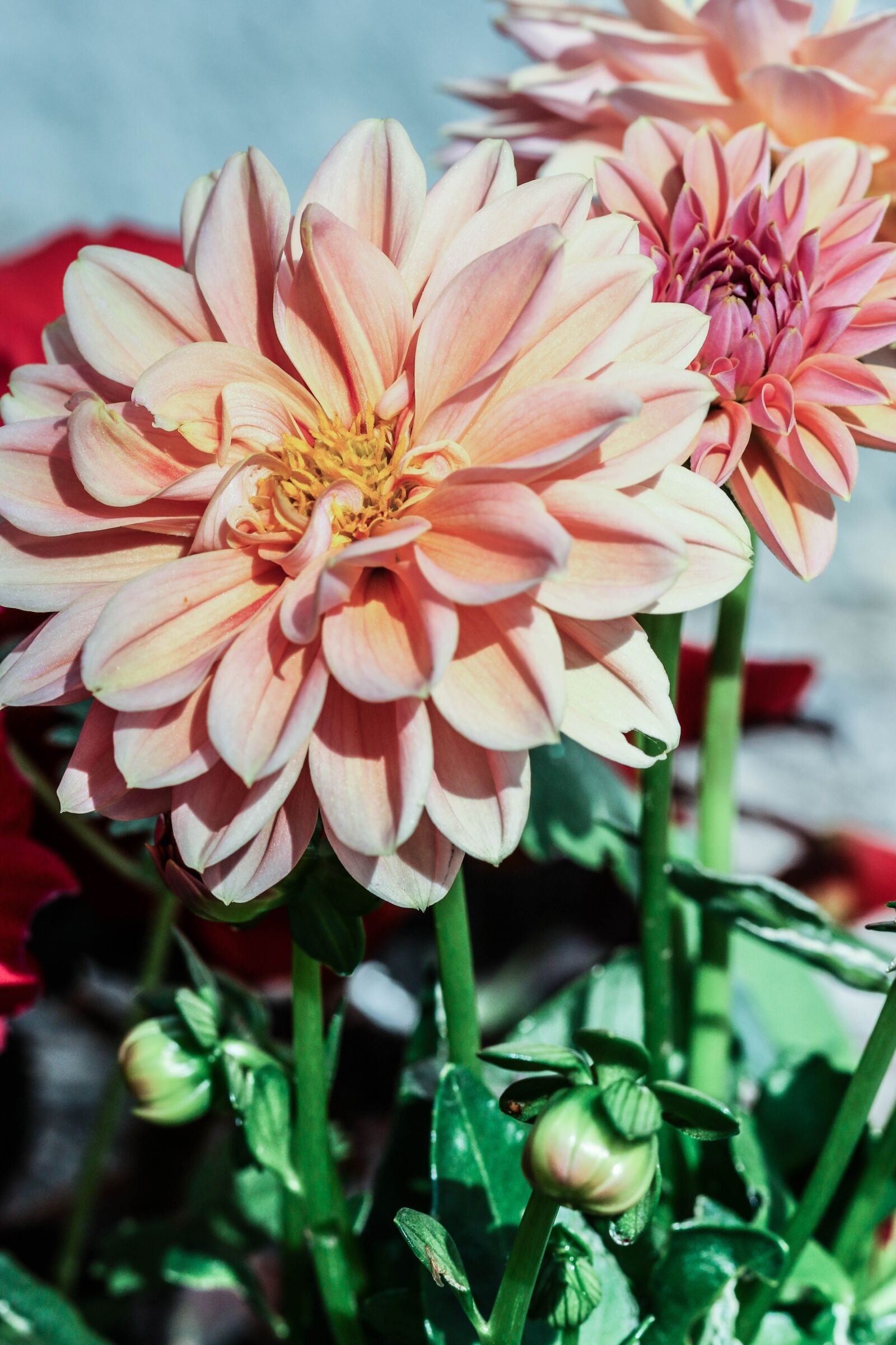 Canon EOS 7D Mark II sample photo. Flower, garden flower, summer photography
