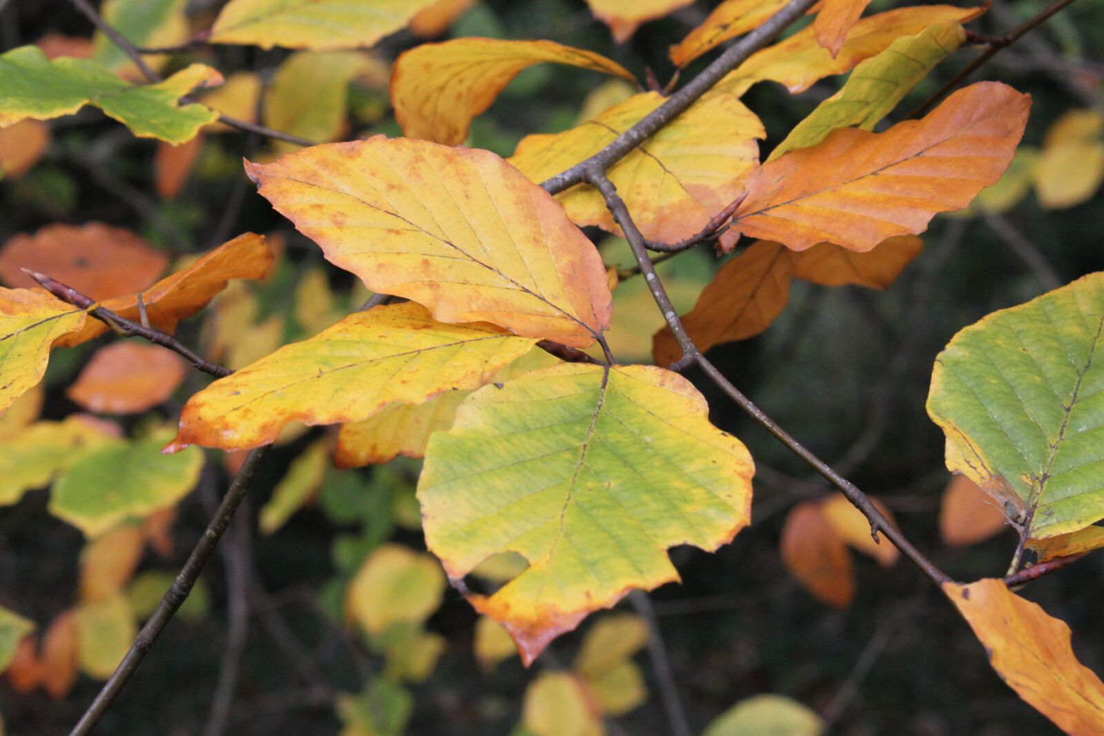 Canon EOS 500D (EOS Rebel T1i / EOS Kiss X3) sample photo. Autumn, leaves, leaf photography