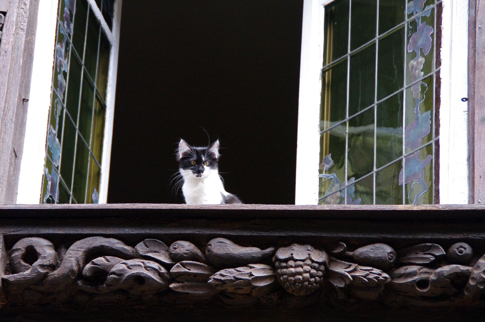Pentax K-7 sample photo. Kitten, window, animal photography