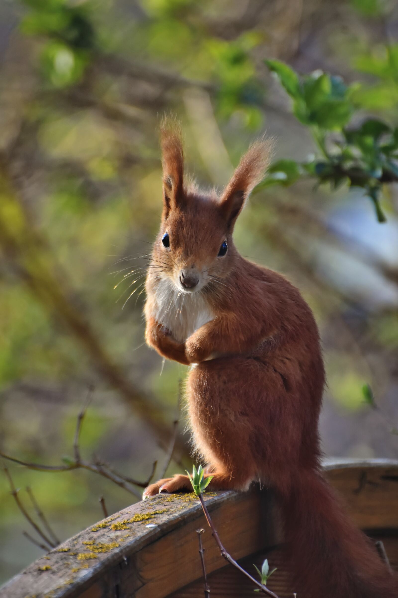 Nikon D7200 sample photo. Squirrel, verifiable kitten, rodent photography