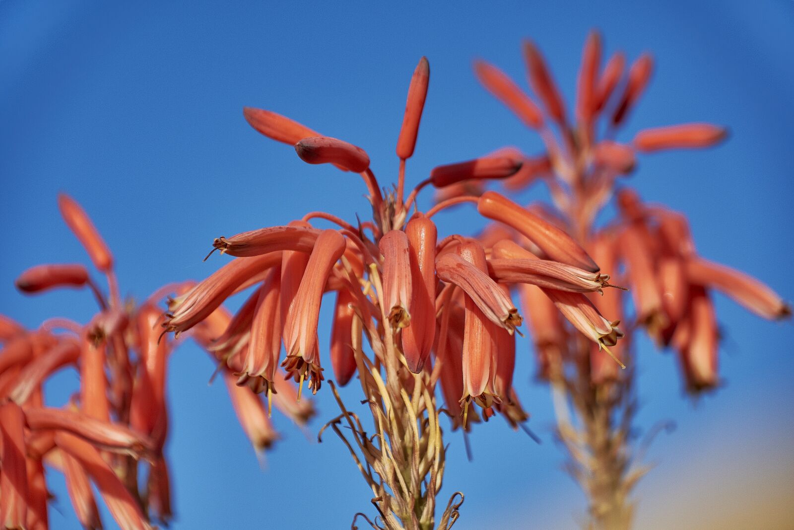 Nikon D7200 sample photo. Flower, garden, plant photography