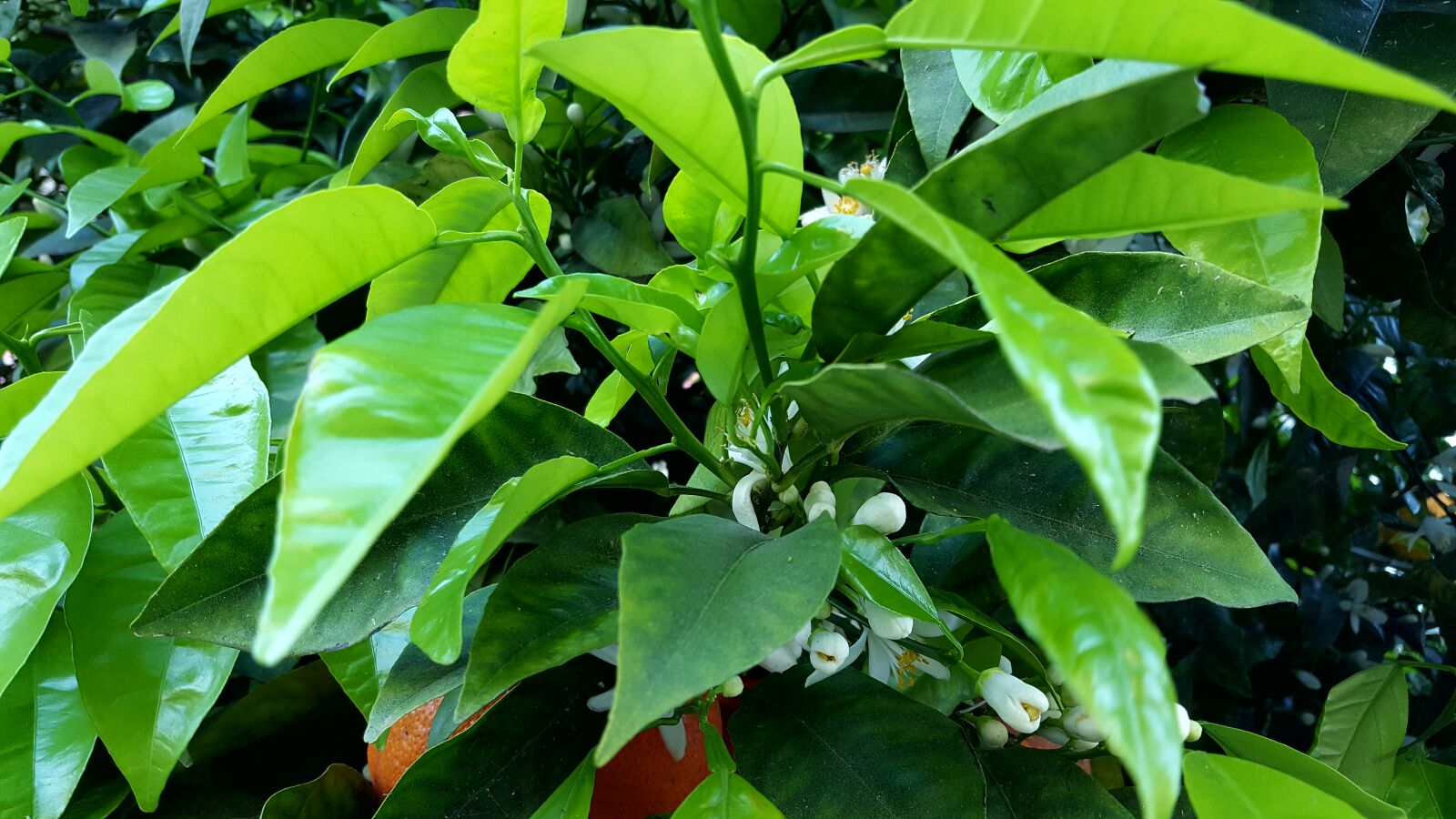 Samsung Galaxy S6 sample photo. Flower, nature, orange photography