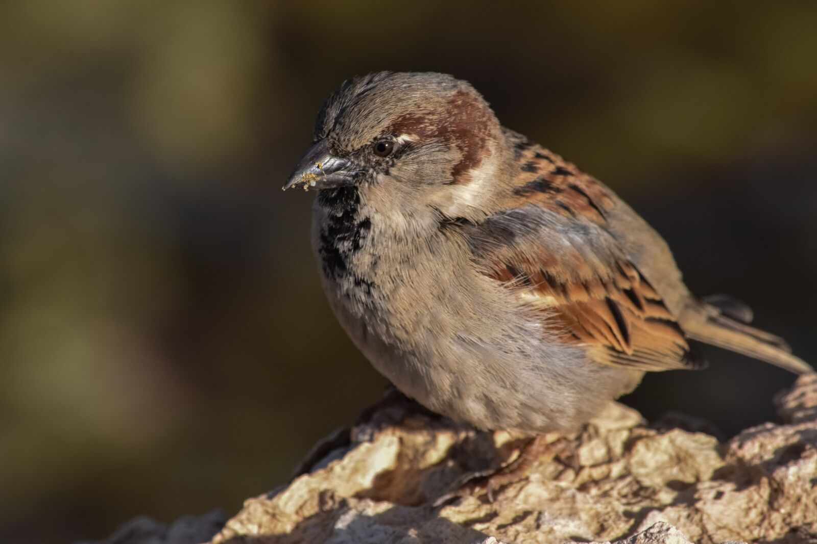 Nikon D3300 sample photo. Sparrow, nature, bird photography