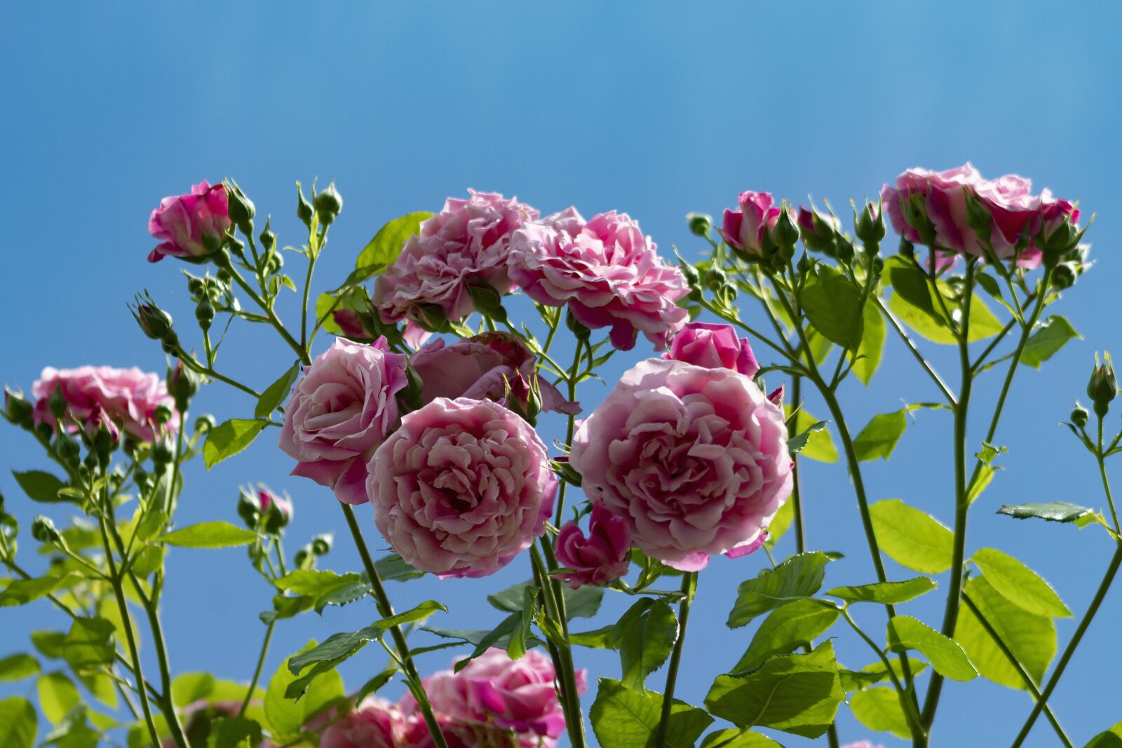 Canon EF75-300mm f/4-5.6 sample photo. Rose, bush, brian photography