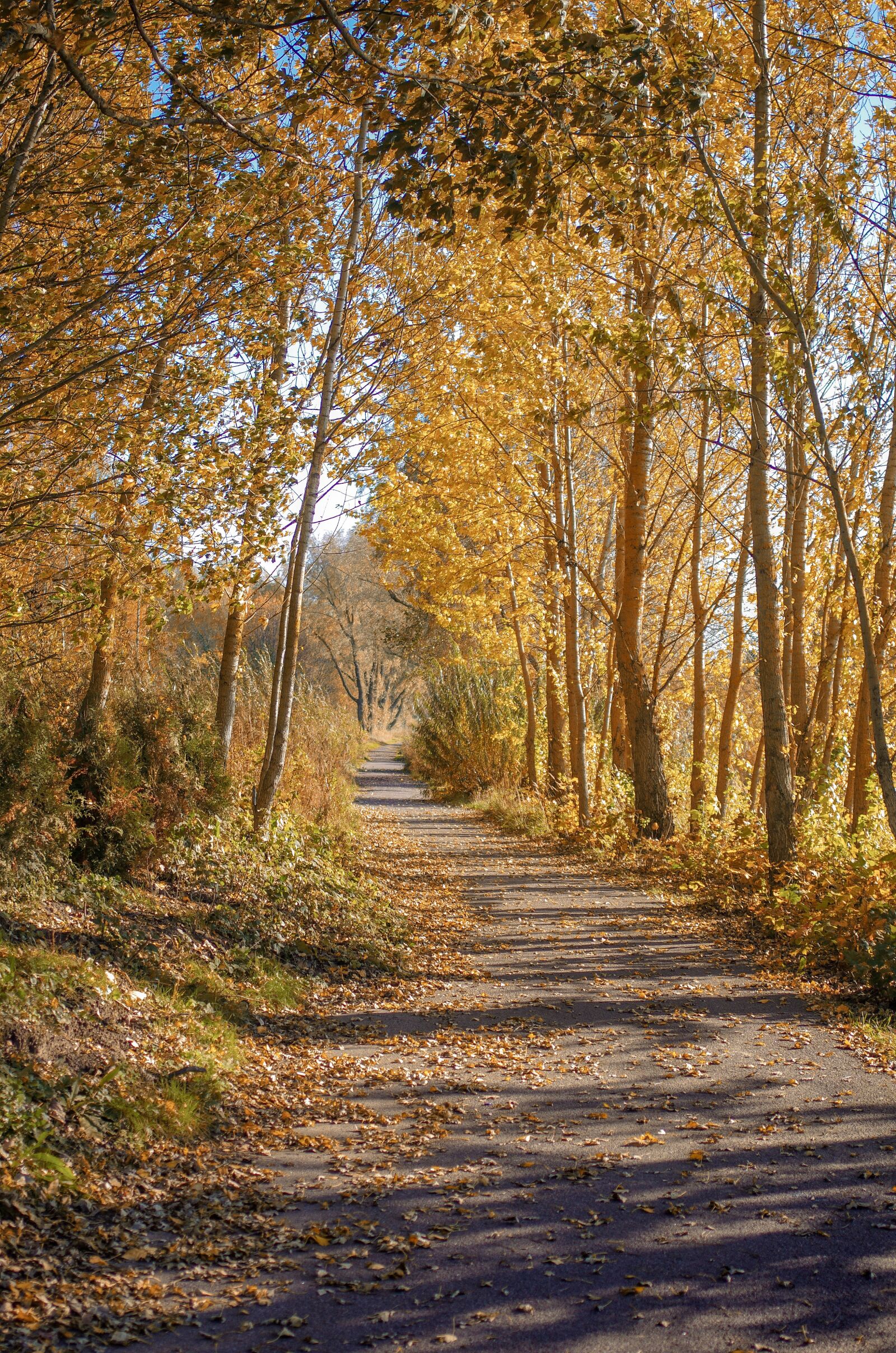 Pentax K-5 sample photo. Park, autumn, leaves photography