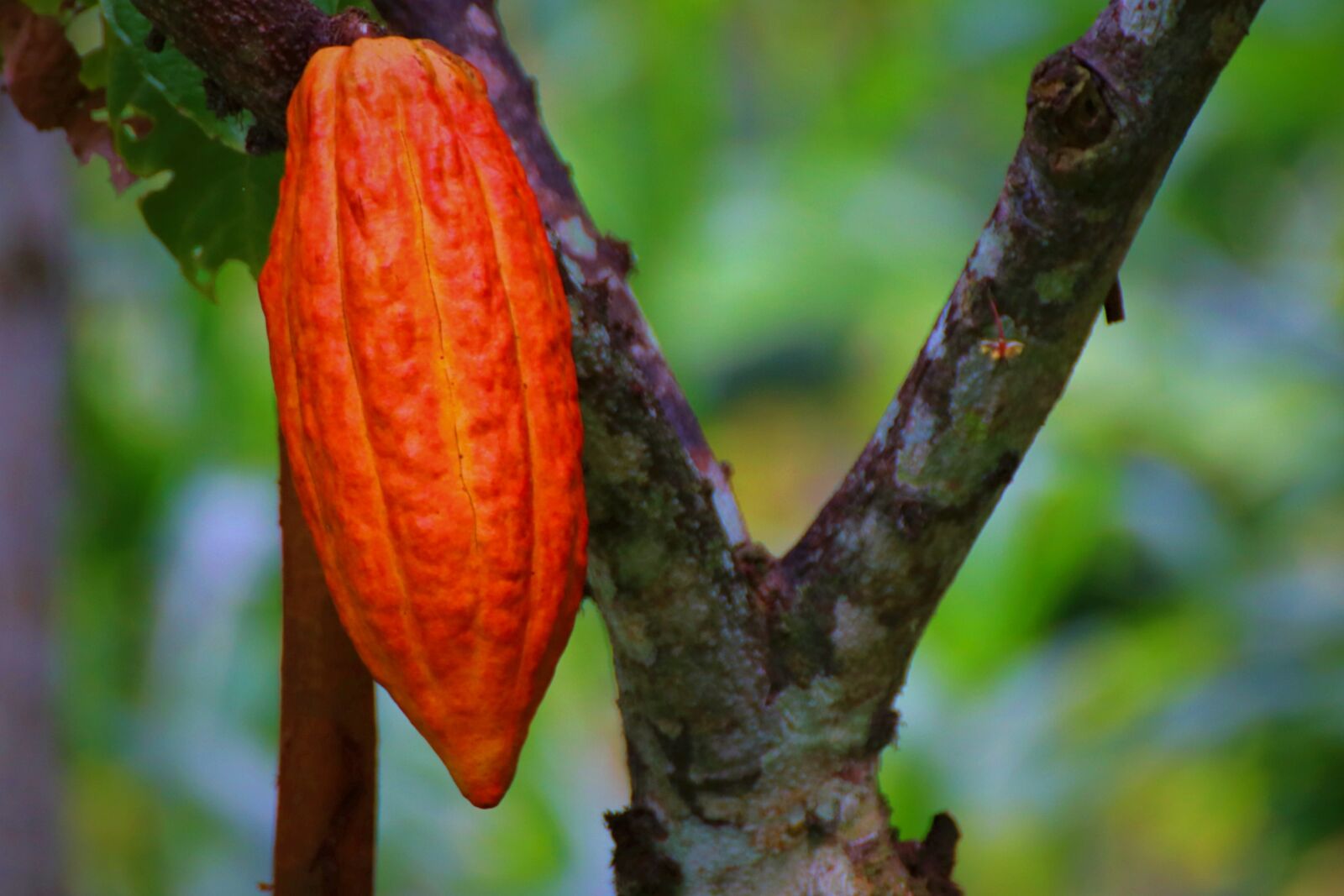 Canon EOS 80D sample photo. Cacao pod, cacao fruit photography