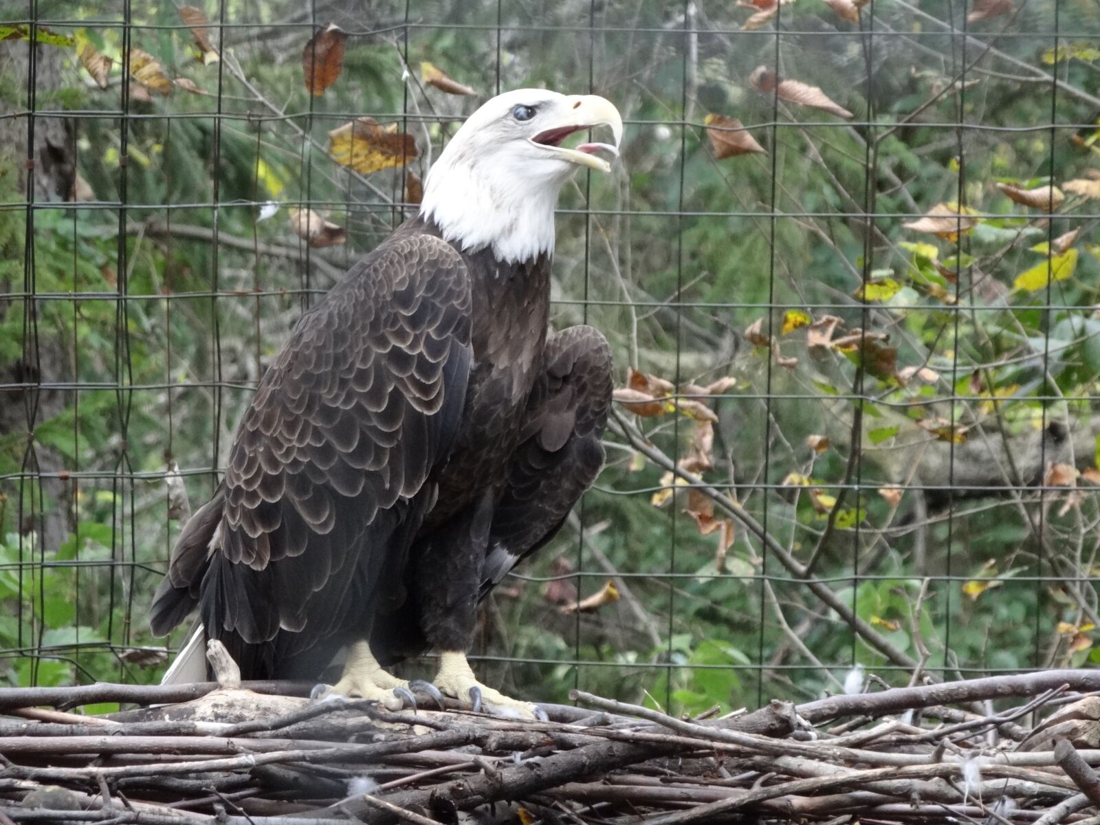 Sony Cyber-shot DSC-HX100V sample photo. Eagle, aviary, animal photography