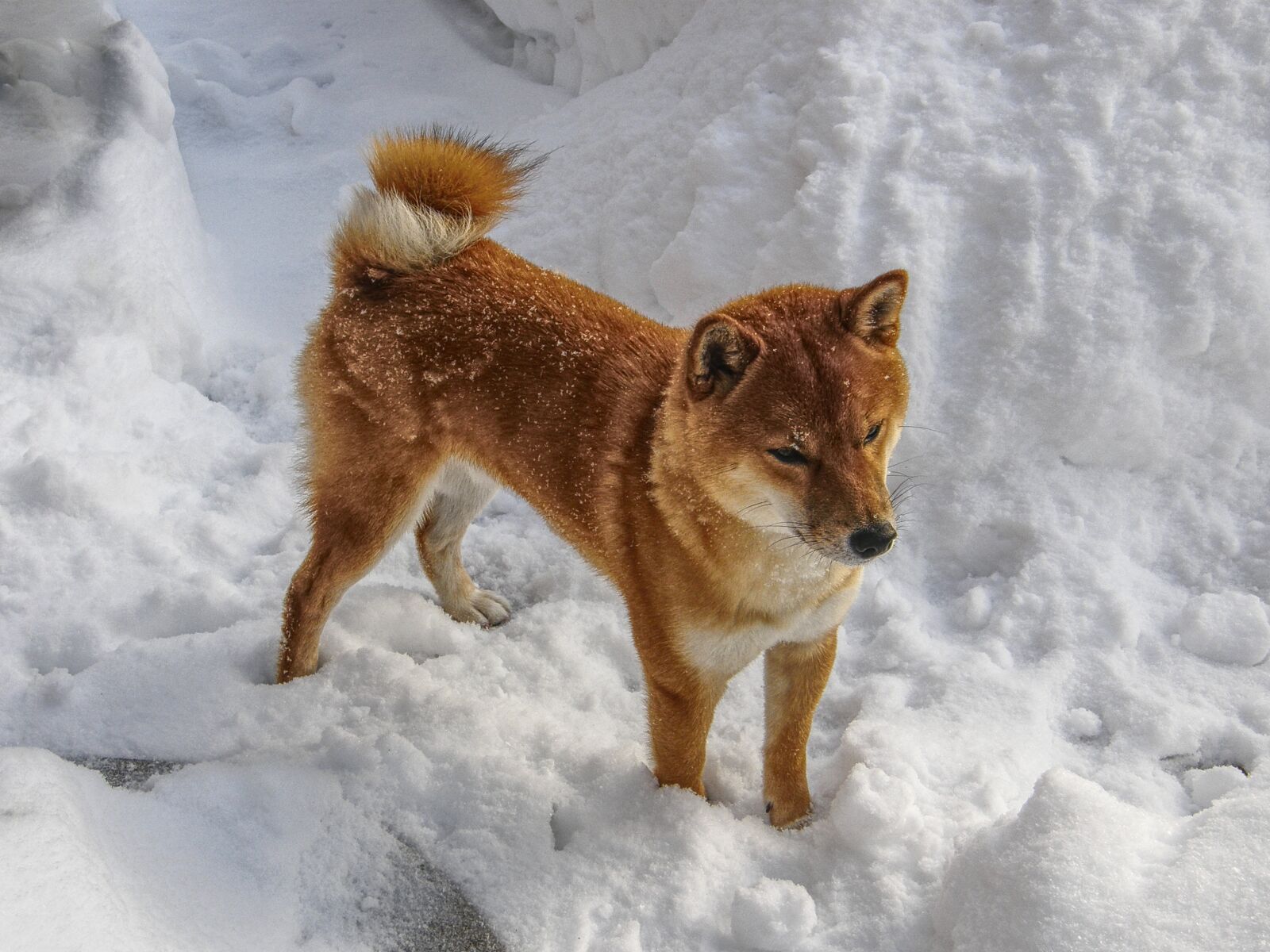 Olympus SP550UZ sample photo. Shiba, shiba inu, shiba photography