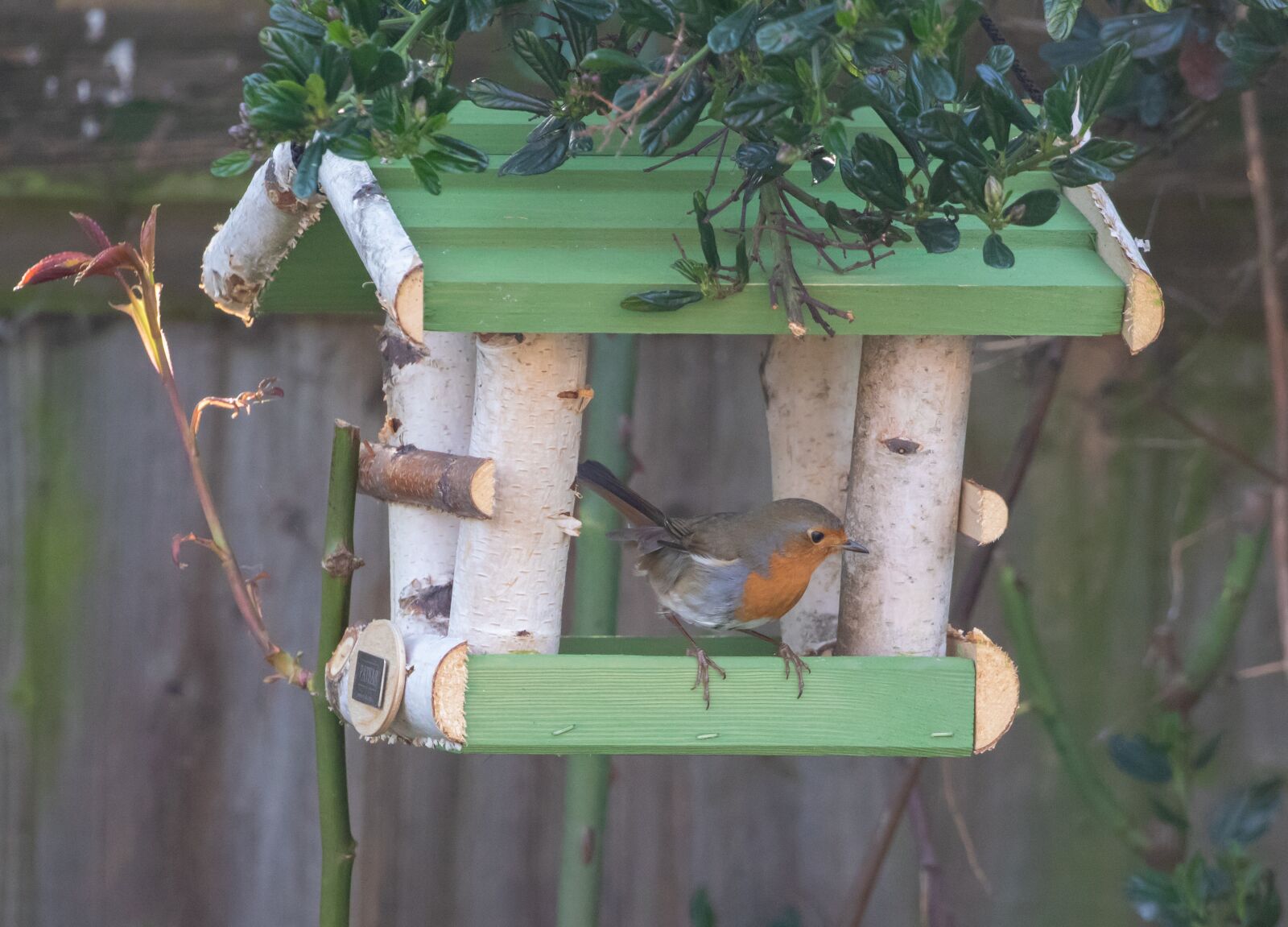 Canon EOS 7D Mark II sample photo. Robin redbreast perched, robin photography