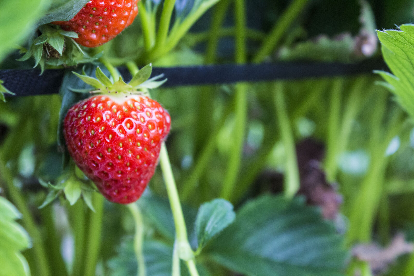 Canon EOS 650D (EOS Rebel T4i / EOS Kiss X6i) sample photo. Strawberry, strawberry, field photography