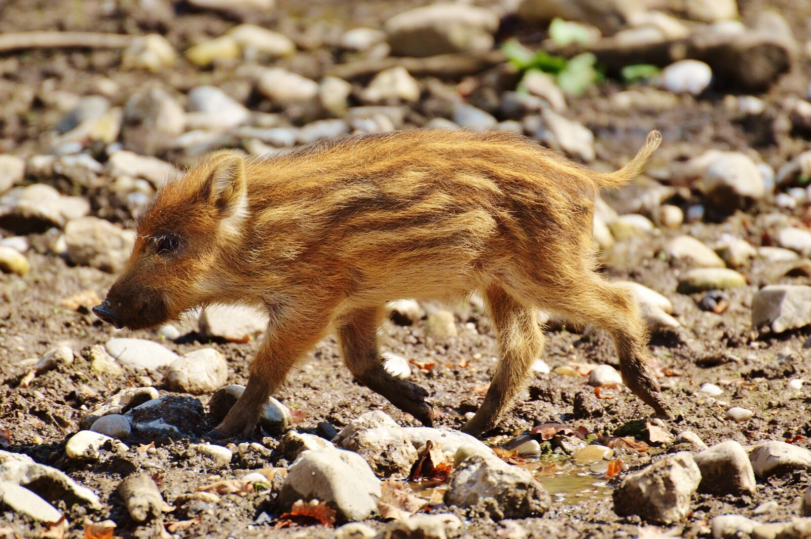 Nikon D3200 sample photo. Wild pigs, launchy, wildpark photography