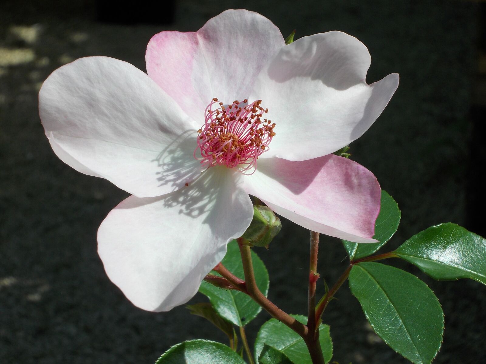 Nikon COOLPIX L25 sample photo. Pink dainty bess, rose photography