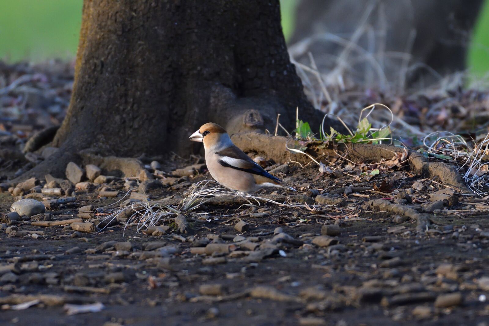 Nikon D500 sample photo. Natural, wild animals, bird photography