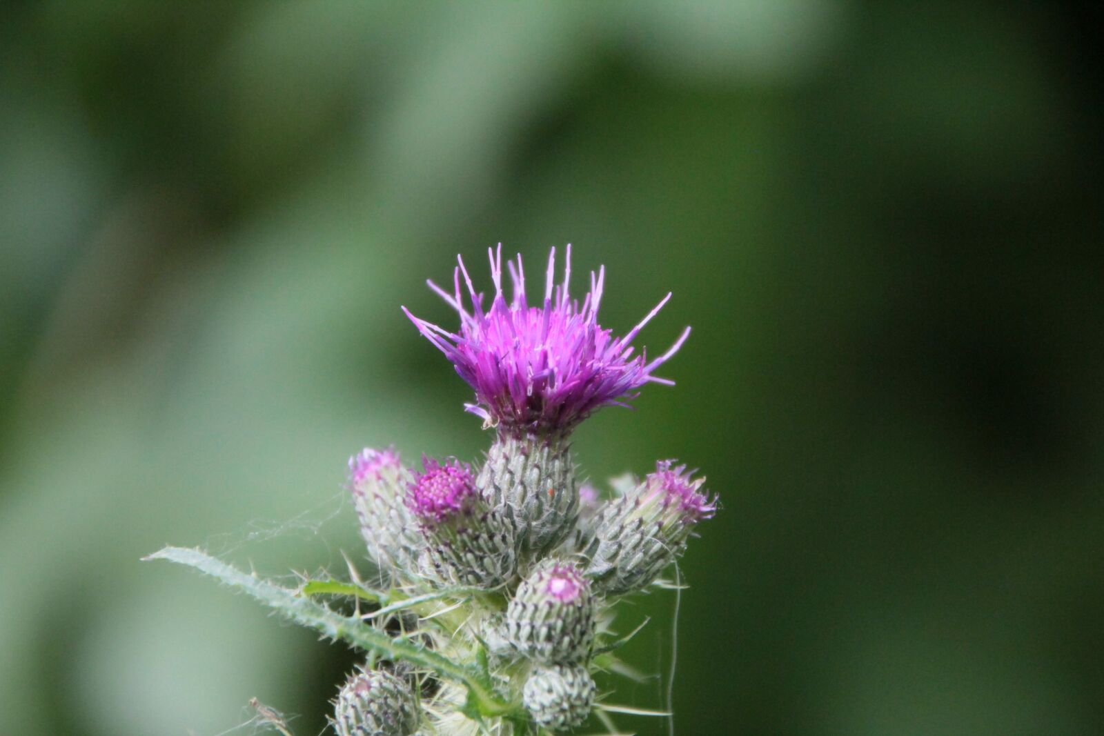 Canon EOS 600D (Rebel EOS T3i / EOS Kiss X5) sample photo. Thistle, flower thistle, wild photography