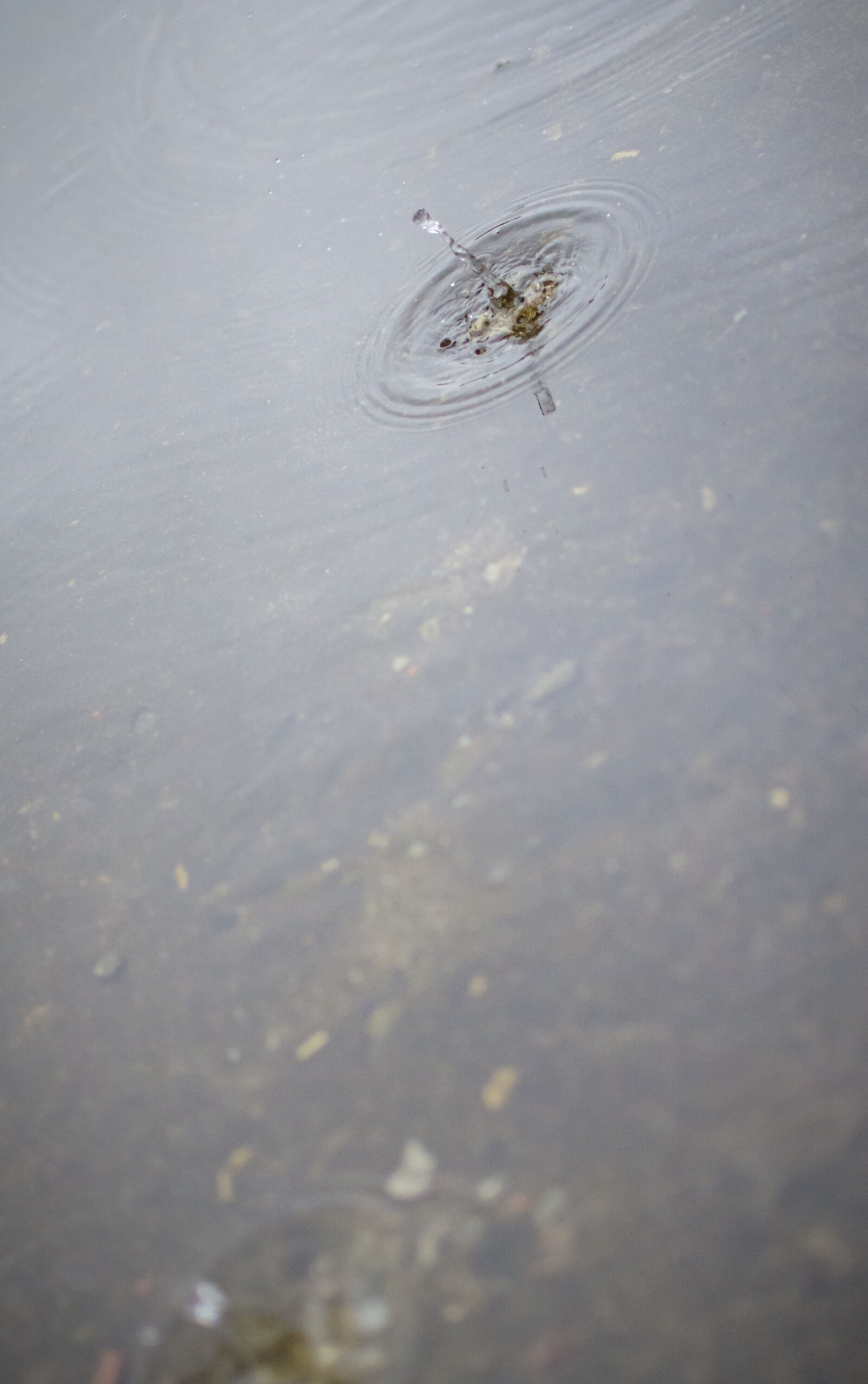 Nikon AF-S DX Nikkor 35mm F1.8G sample photo. Color, drop, raining, water photography