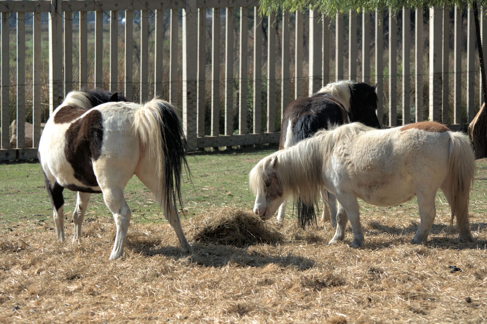 Nikon D5200 sample photo. Little ponies, country, children photography