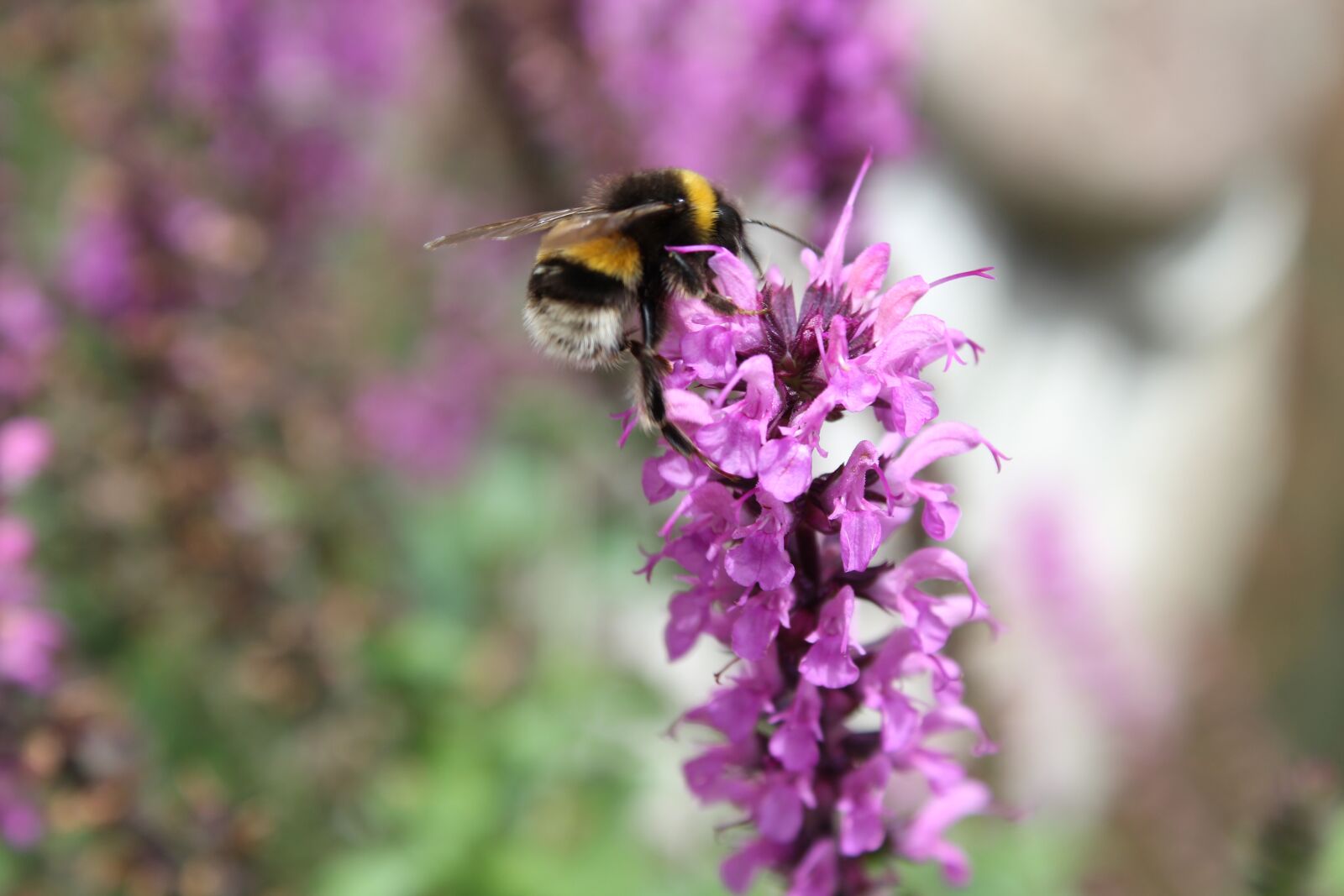 Canon EOS 1300D (EOS Rebel T6 / EOS Kiss X80) sample photo. Bee, summer, pollination photography