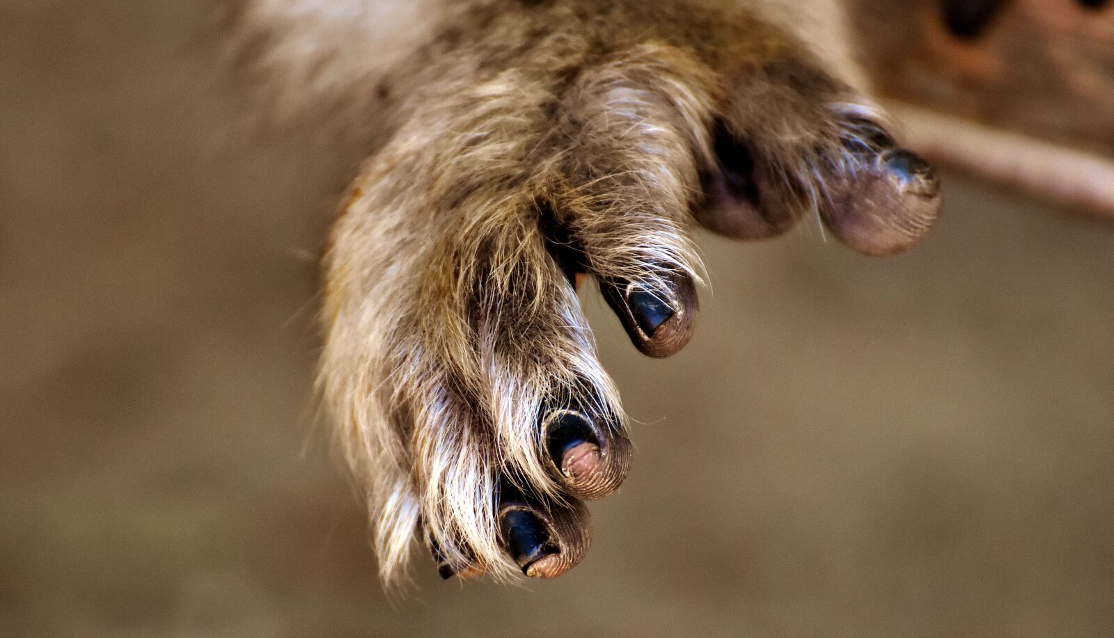Nikon D7200 sample photo. Barbary ape, hand, endangered photography