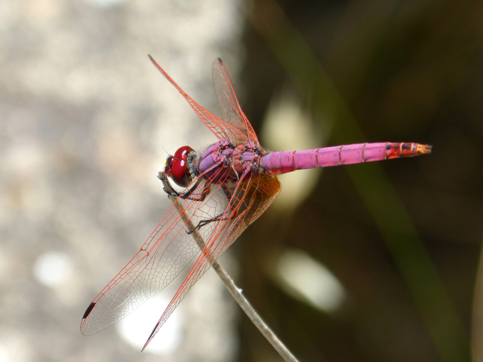 Panasonic DMC-FZ62 sample photo. Red dragonfly, pipe vinous photography