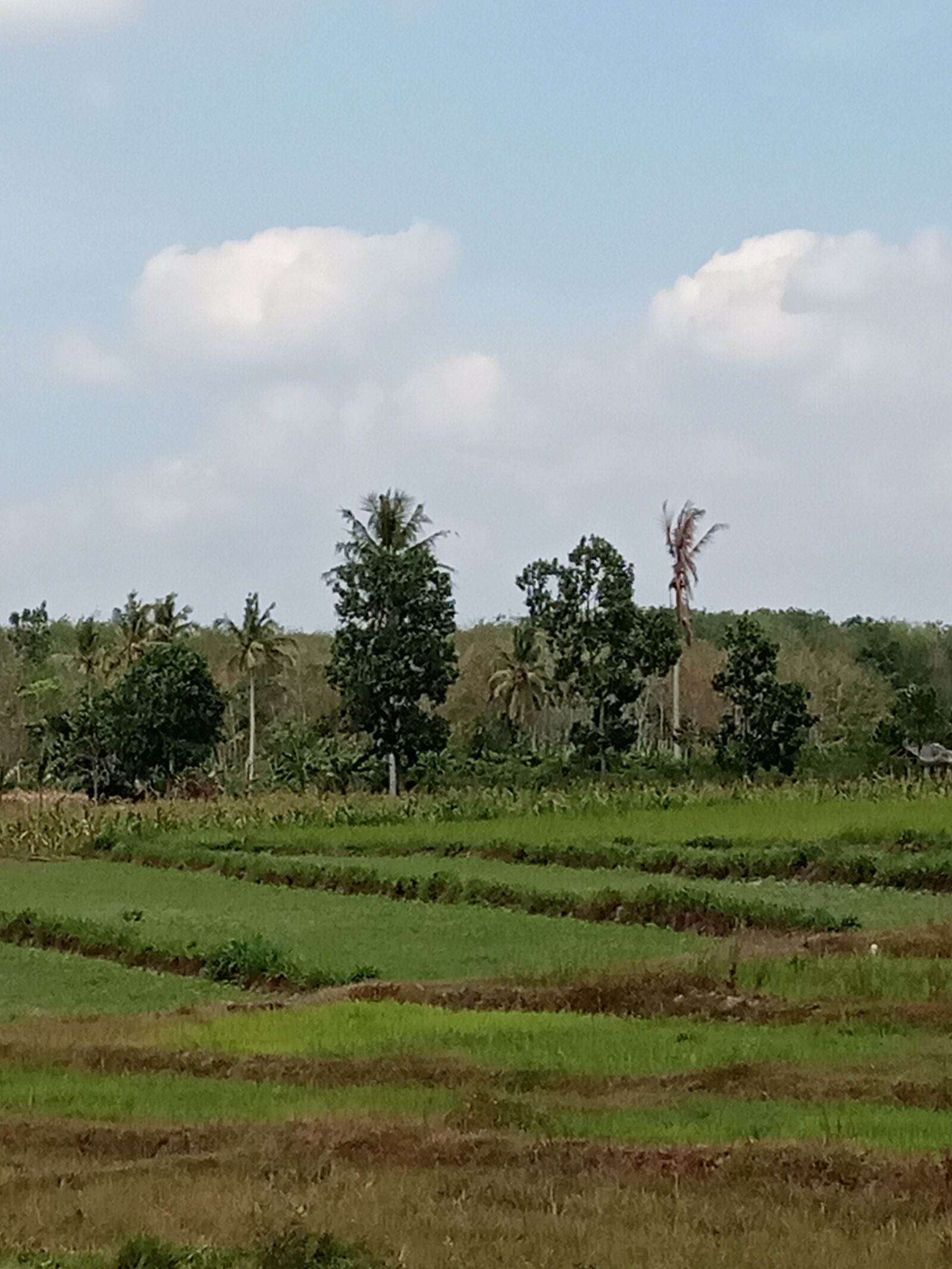 Xiaomi Redmi 6A sample photo. Vegetables, farmer, indonesia photography