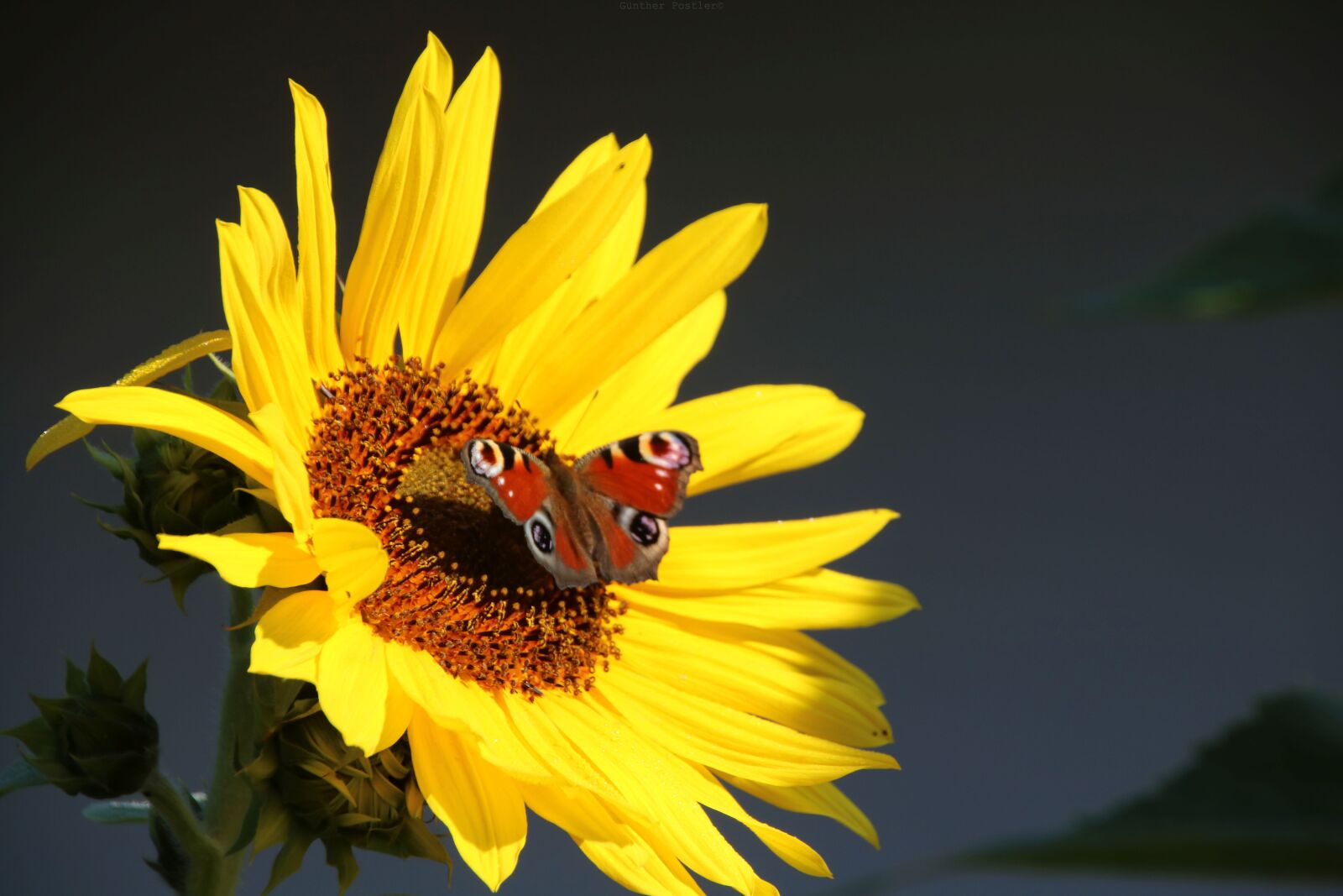 Canon EOS 760D (EOS Rebel T6s / EOS 8000D) sample photo. Palatinate, münchweiler, sunflower photography