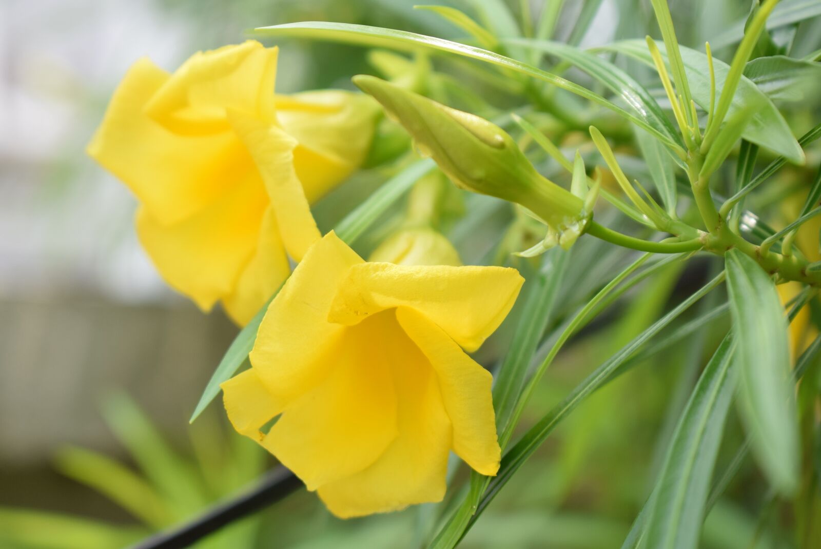 Nikon D3300 sample photo. Flower, oleander, blossom photography