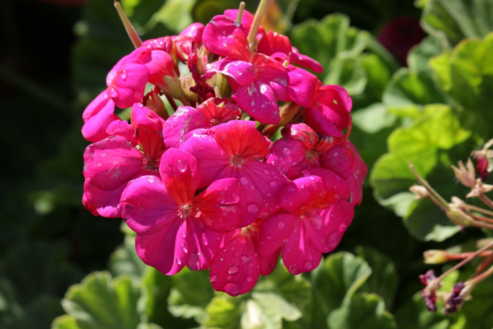 Canon EF-S 55-250mm F4-5.6 IS II sample photo. Geranium, flowers, garden photography