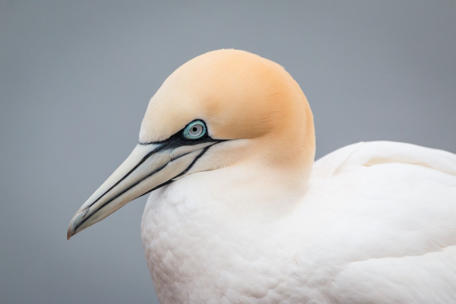 Canon EOS 70D + 150-600mm F5-6.3 DG OS HSM | Contemporary 015 sample photo. Northern gannet, boobies, morus photography