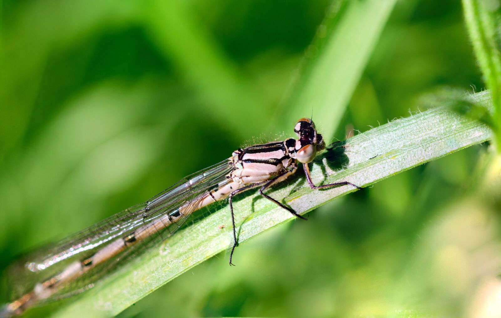 Nikon D5300 sample photo. Insect, dragonfly, macro photography